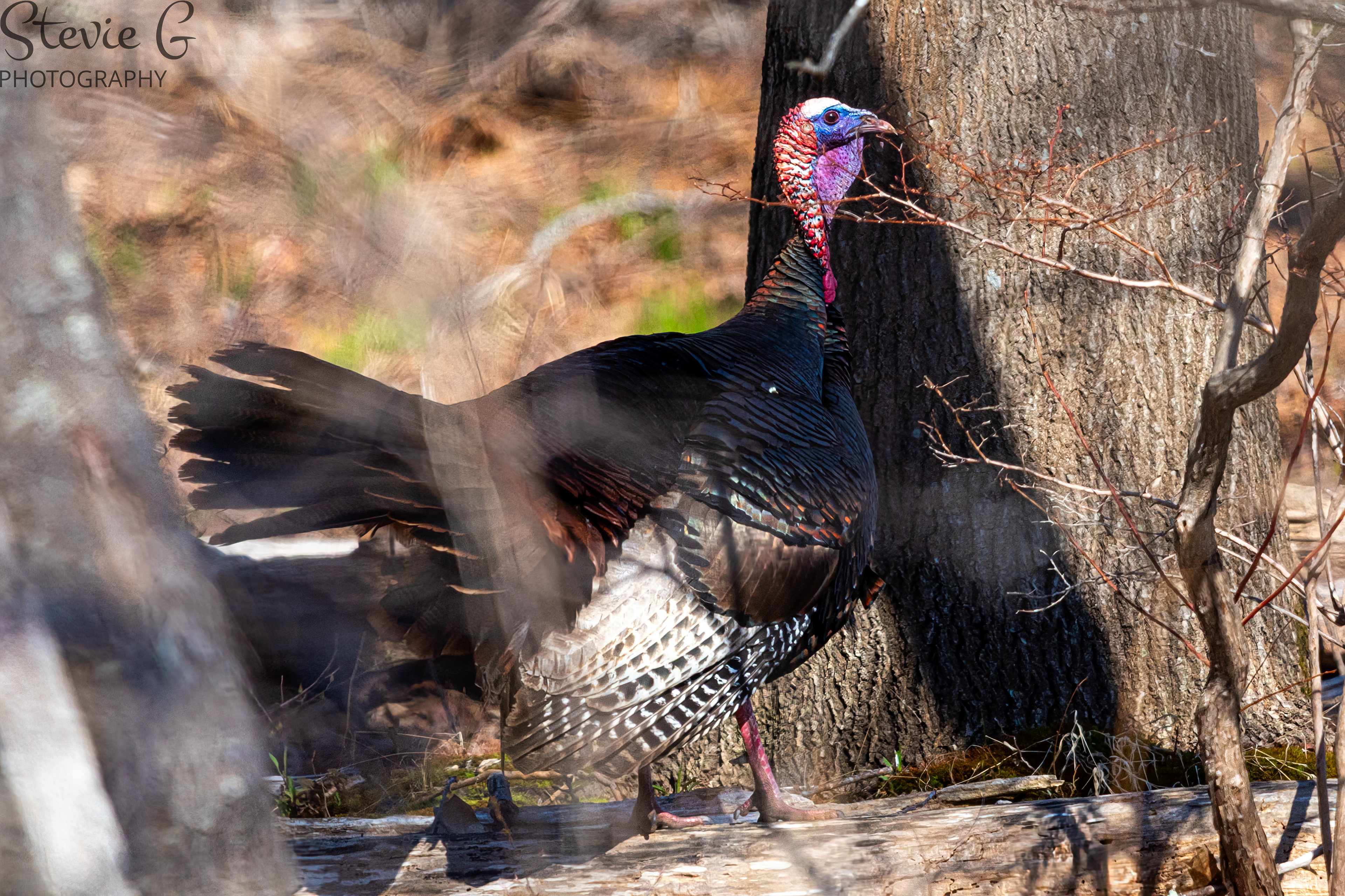Turkey