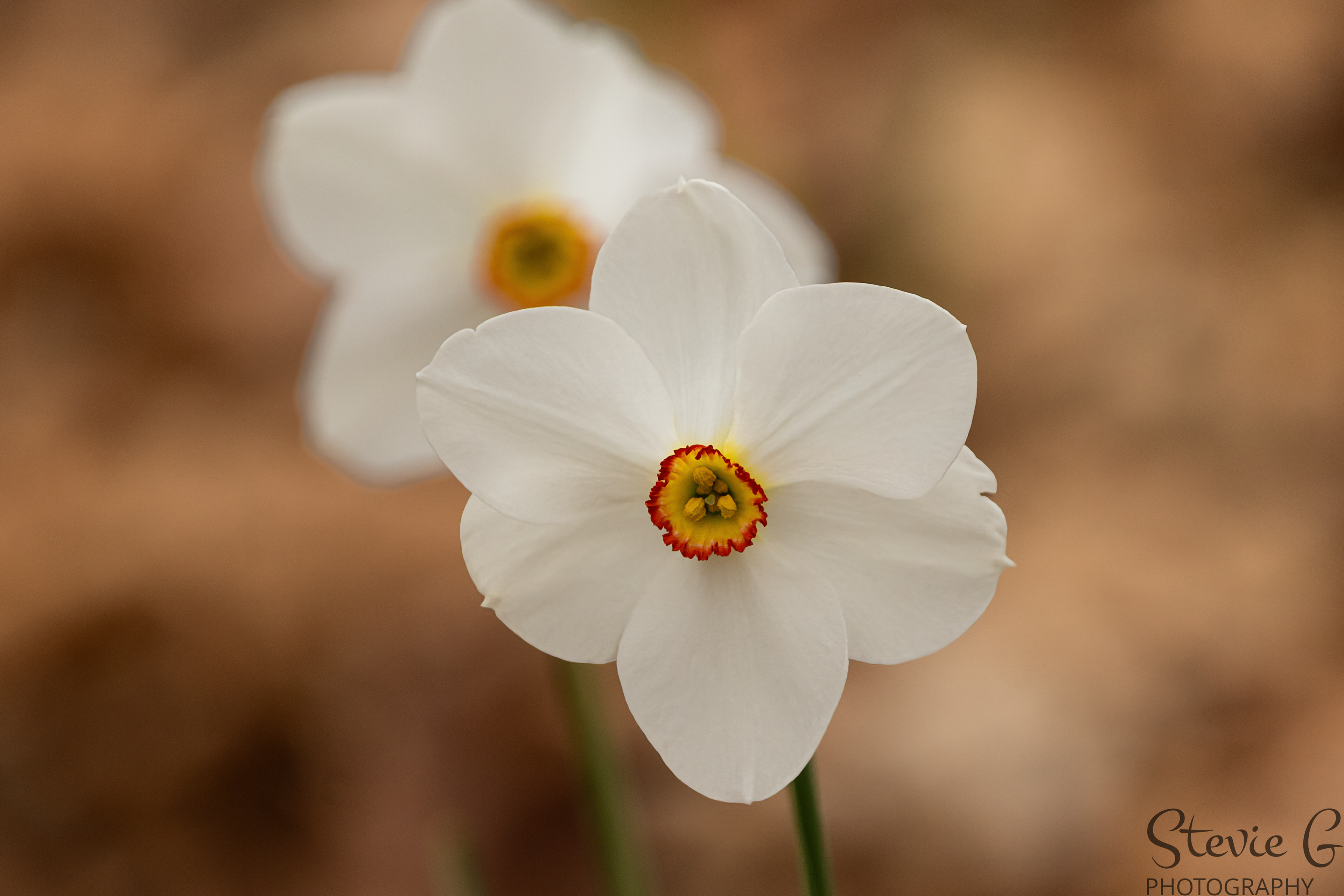 Daffodil