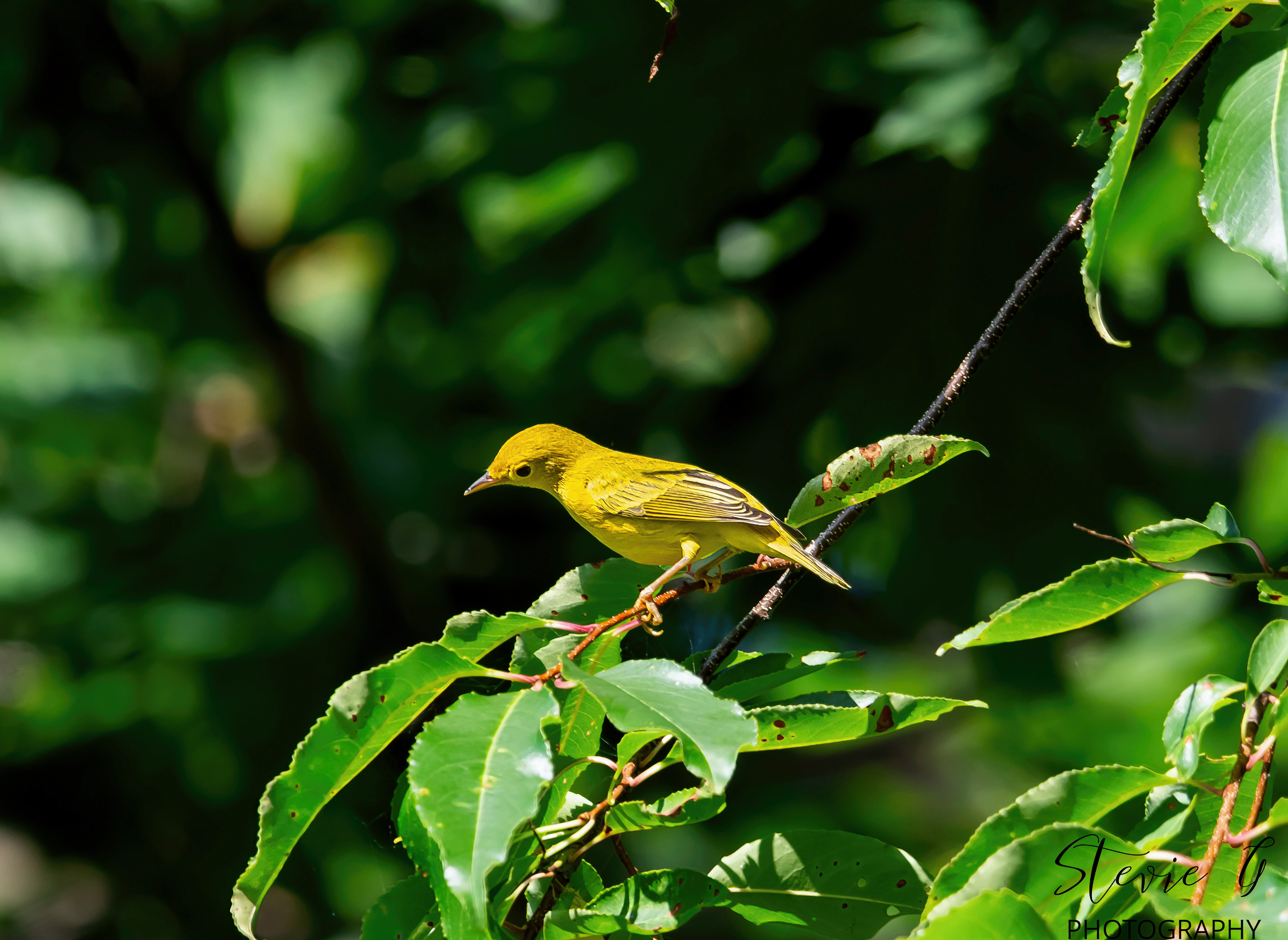 Yellow Warbler - Odiorne State Park