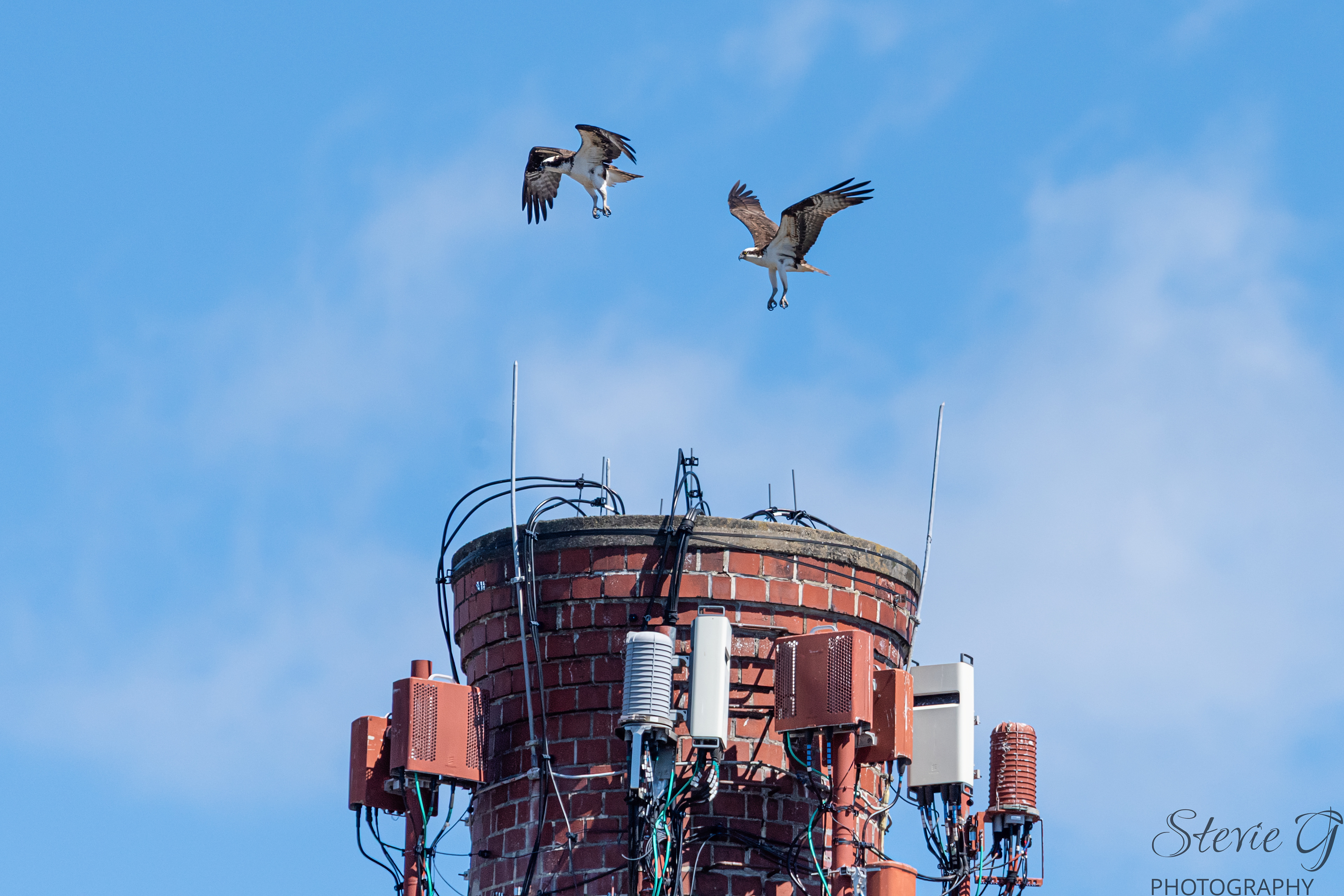 Osprey