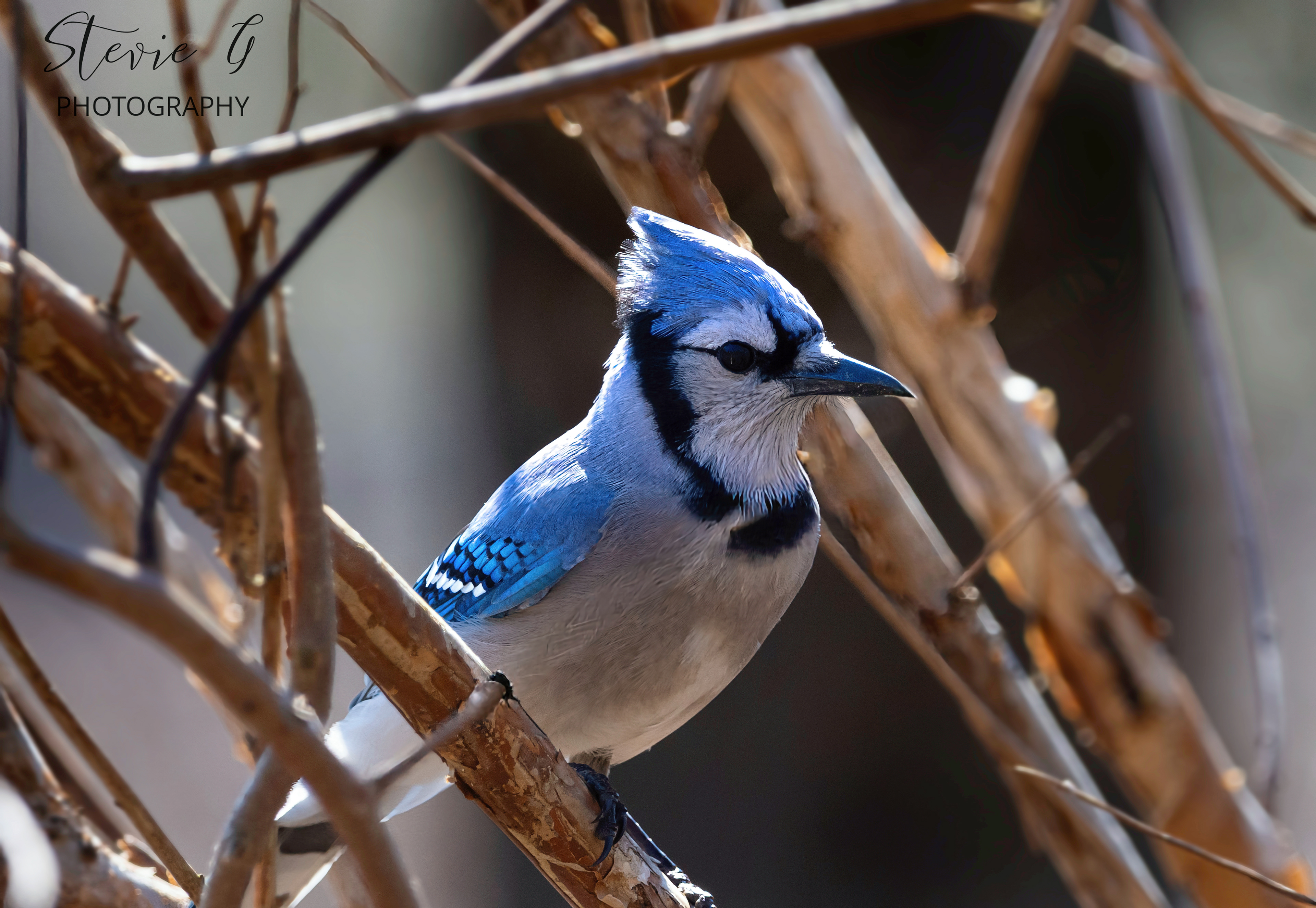 Blue Jay - Odiorne State Park