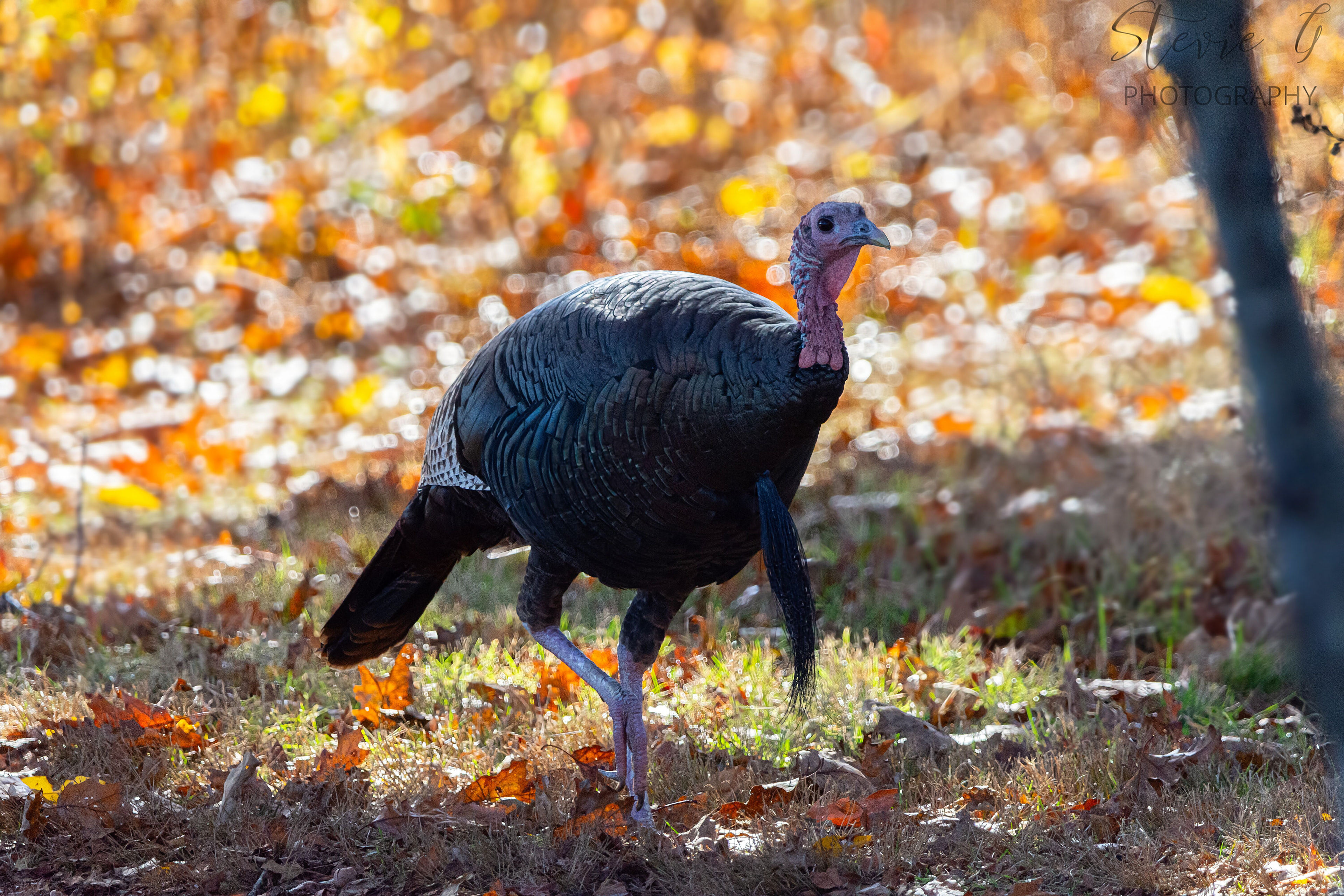 Turkey - Odiorne State Park