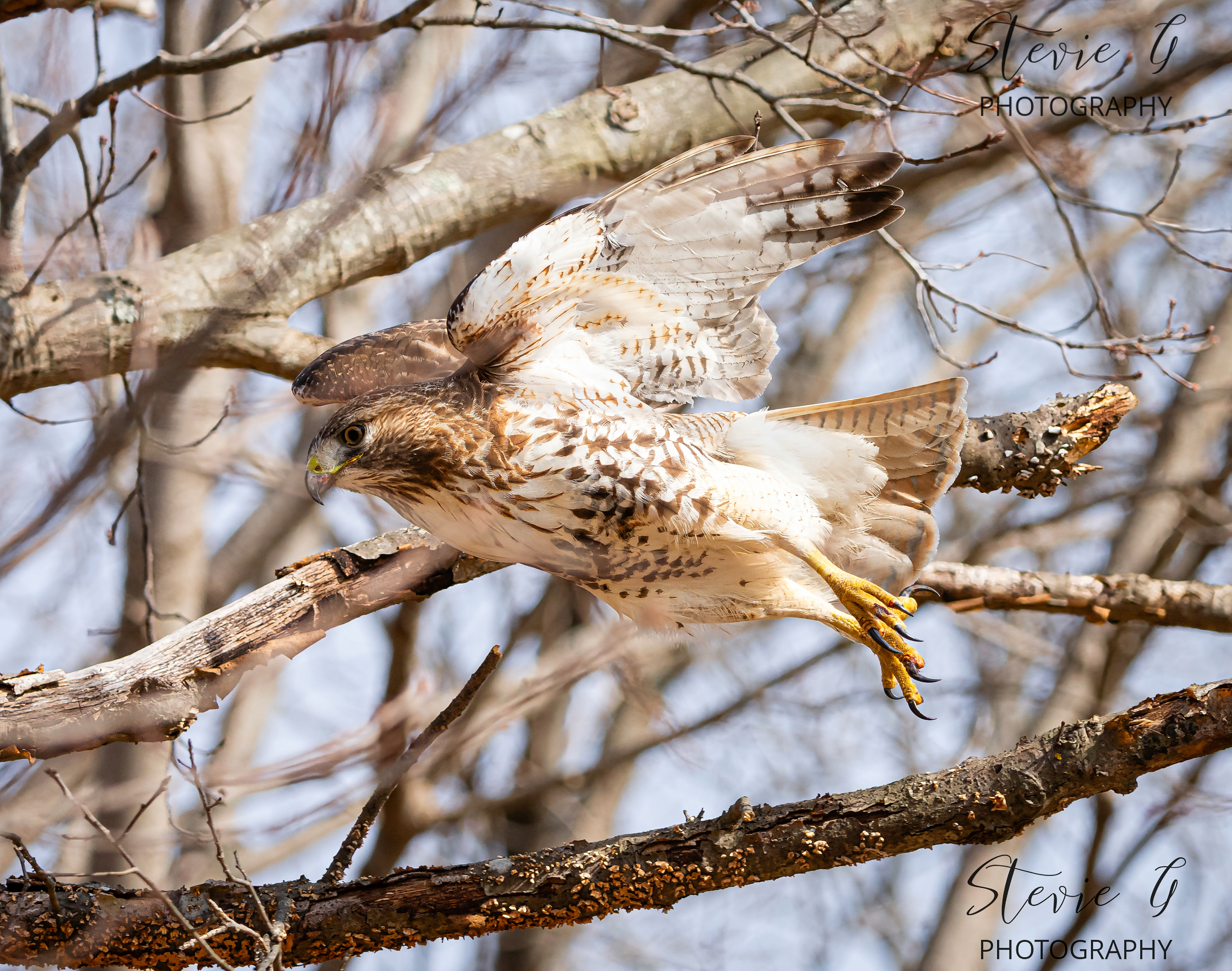 Redtail hawk