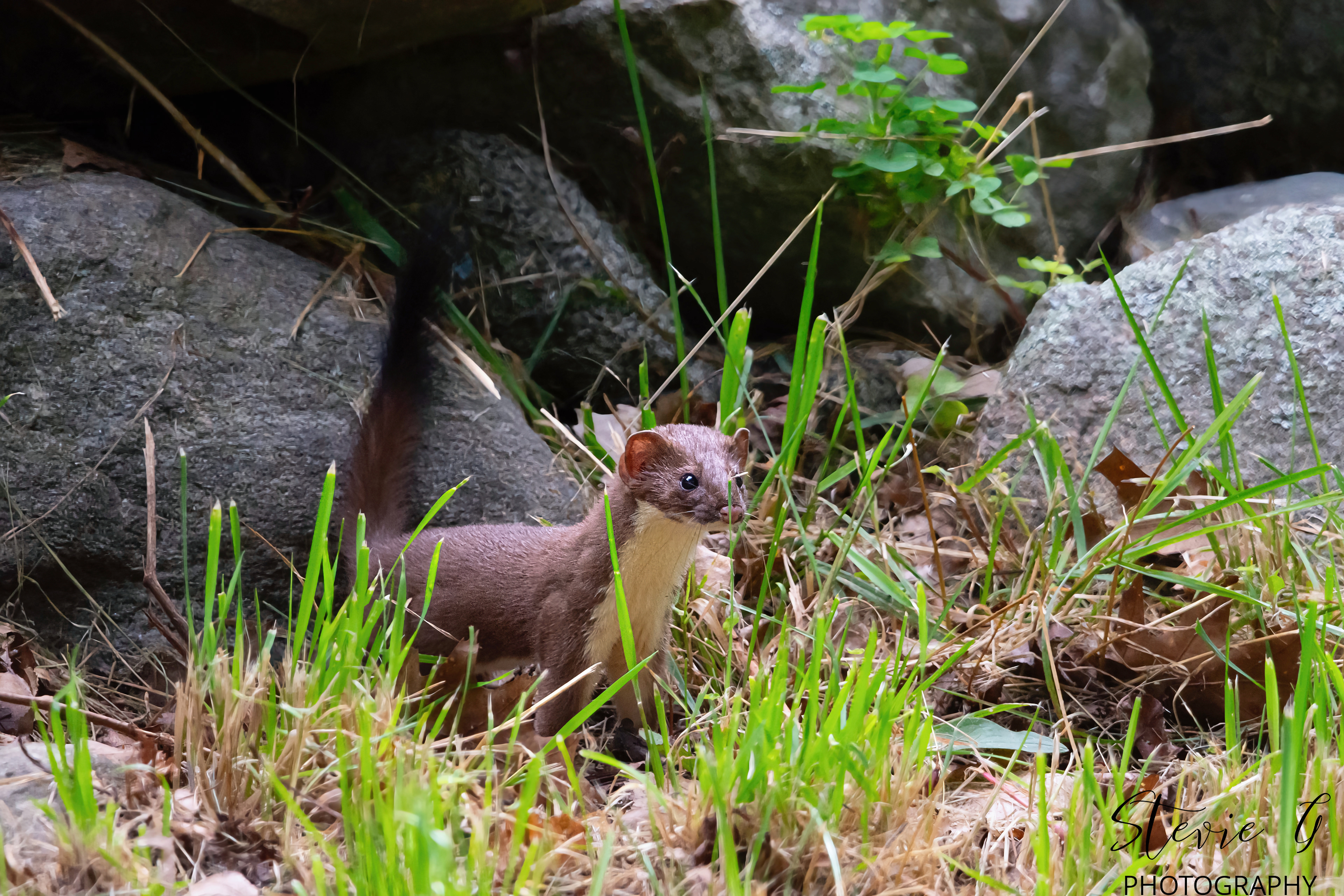 Stoat - Odiorne State Park