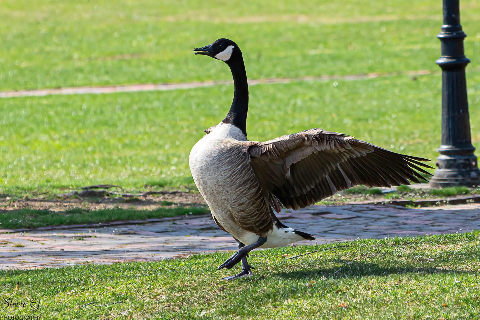 Canadien goose Prescott park