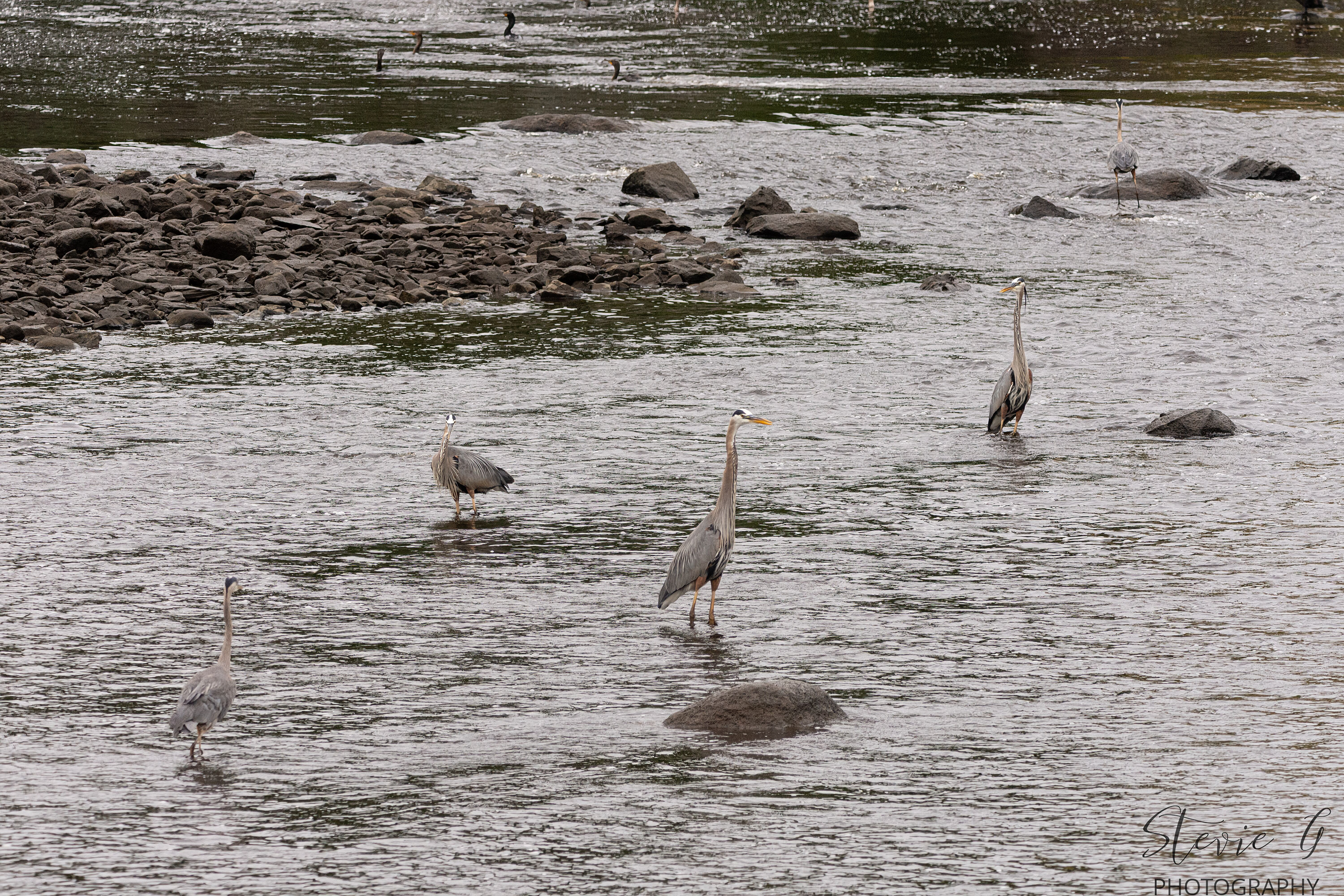 Great Blue Heron