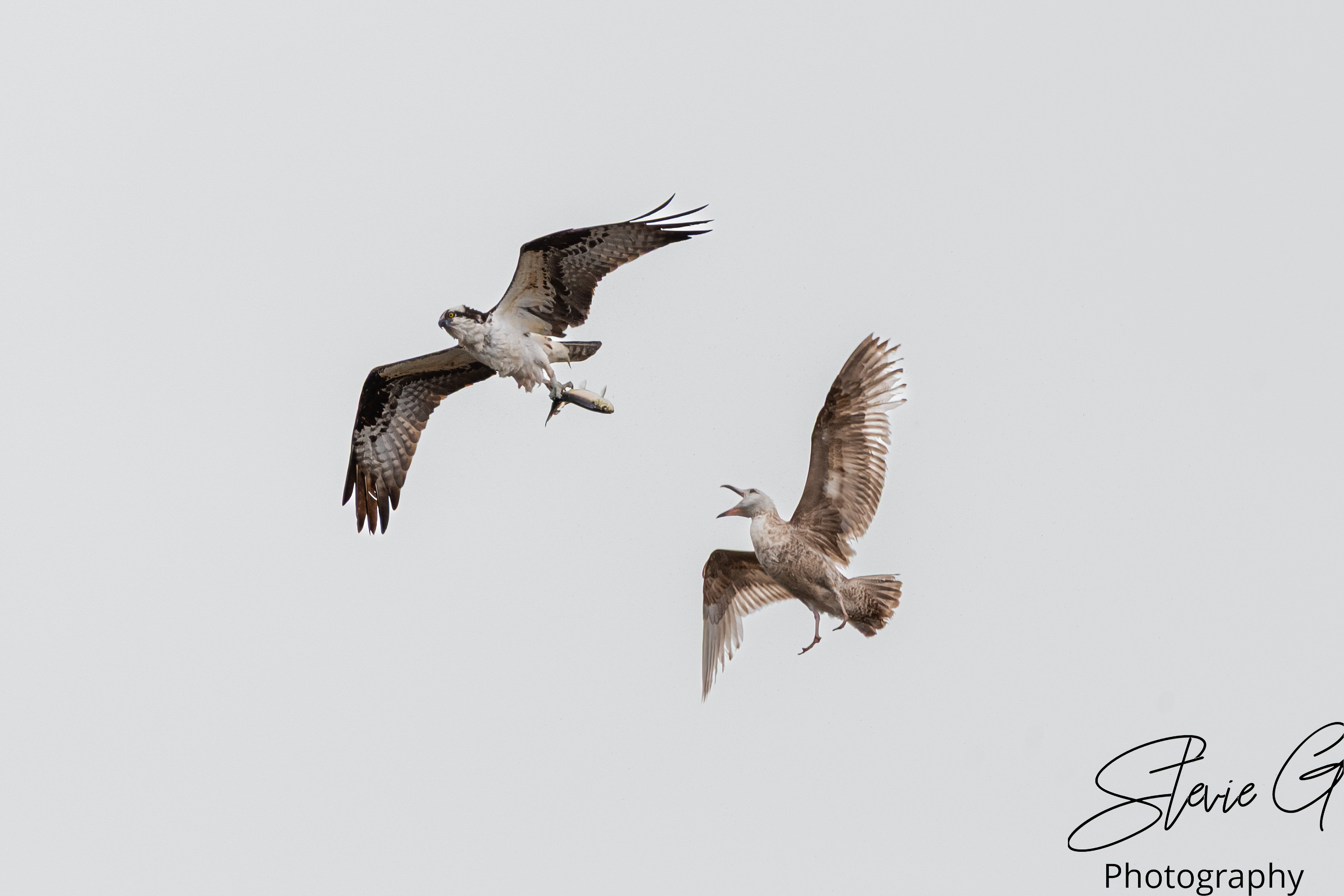 Osprey