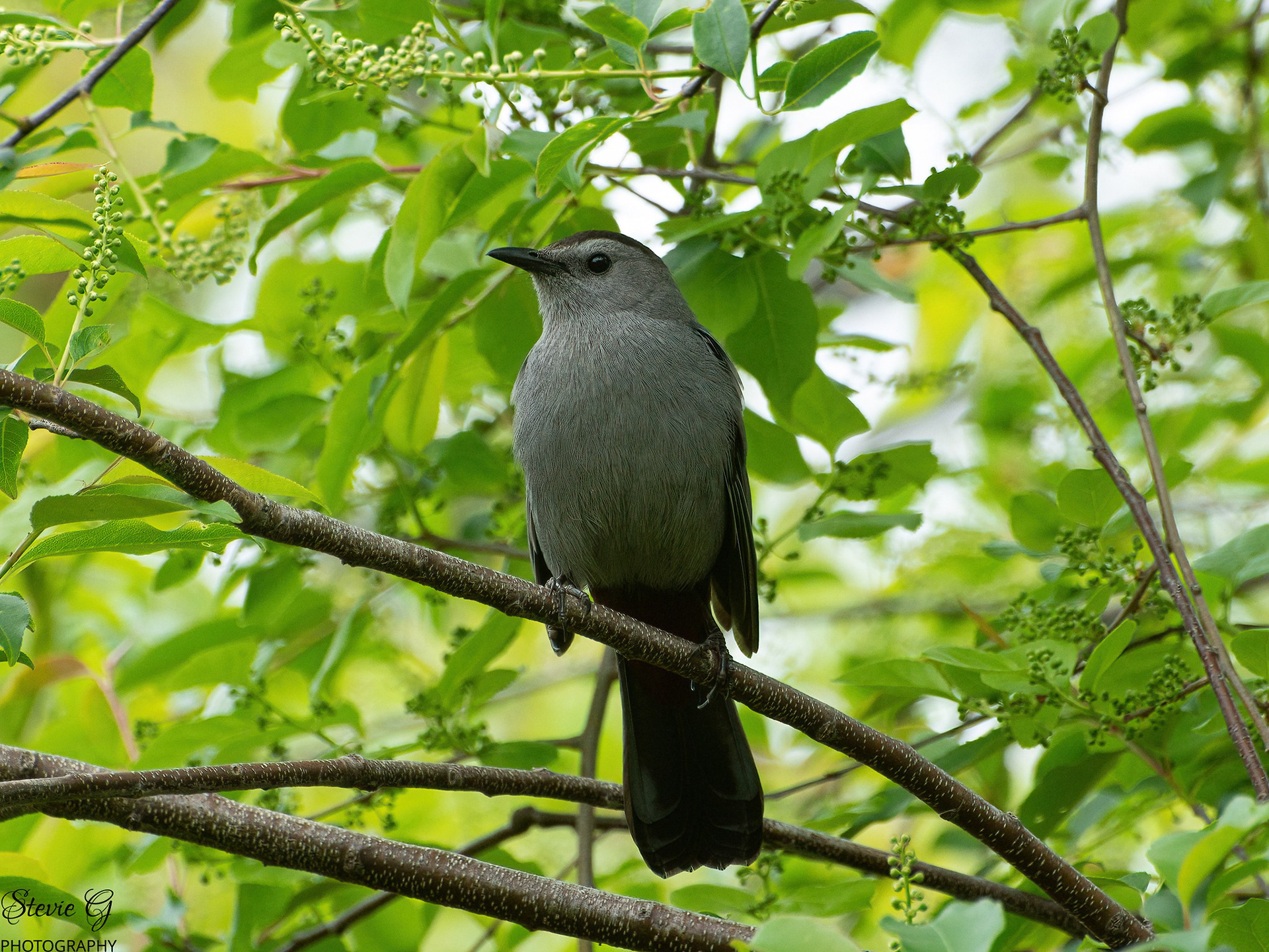 Catbird Odiorne state park