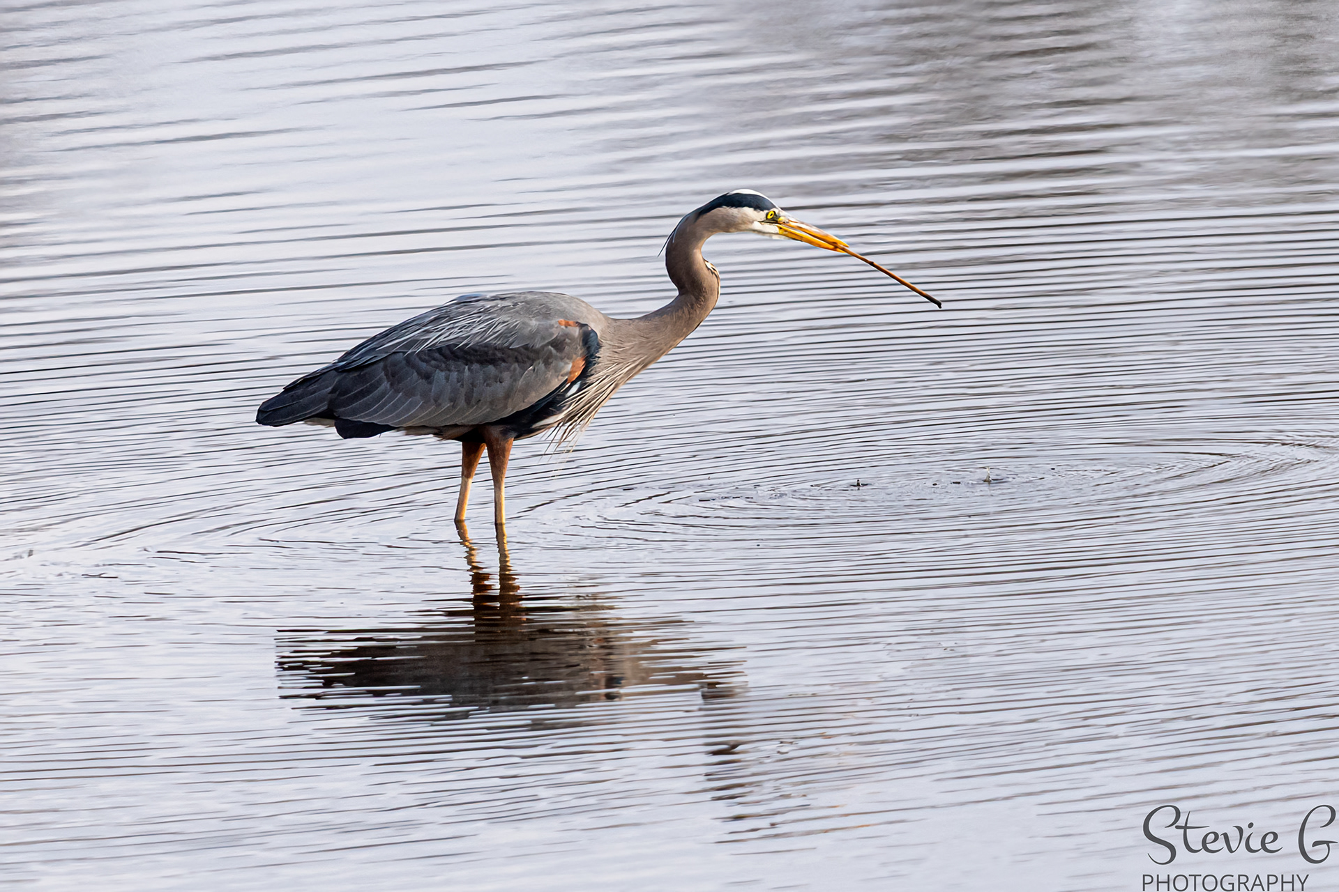 Blue Heron