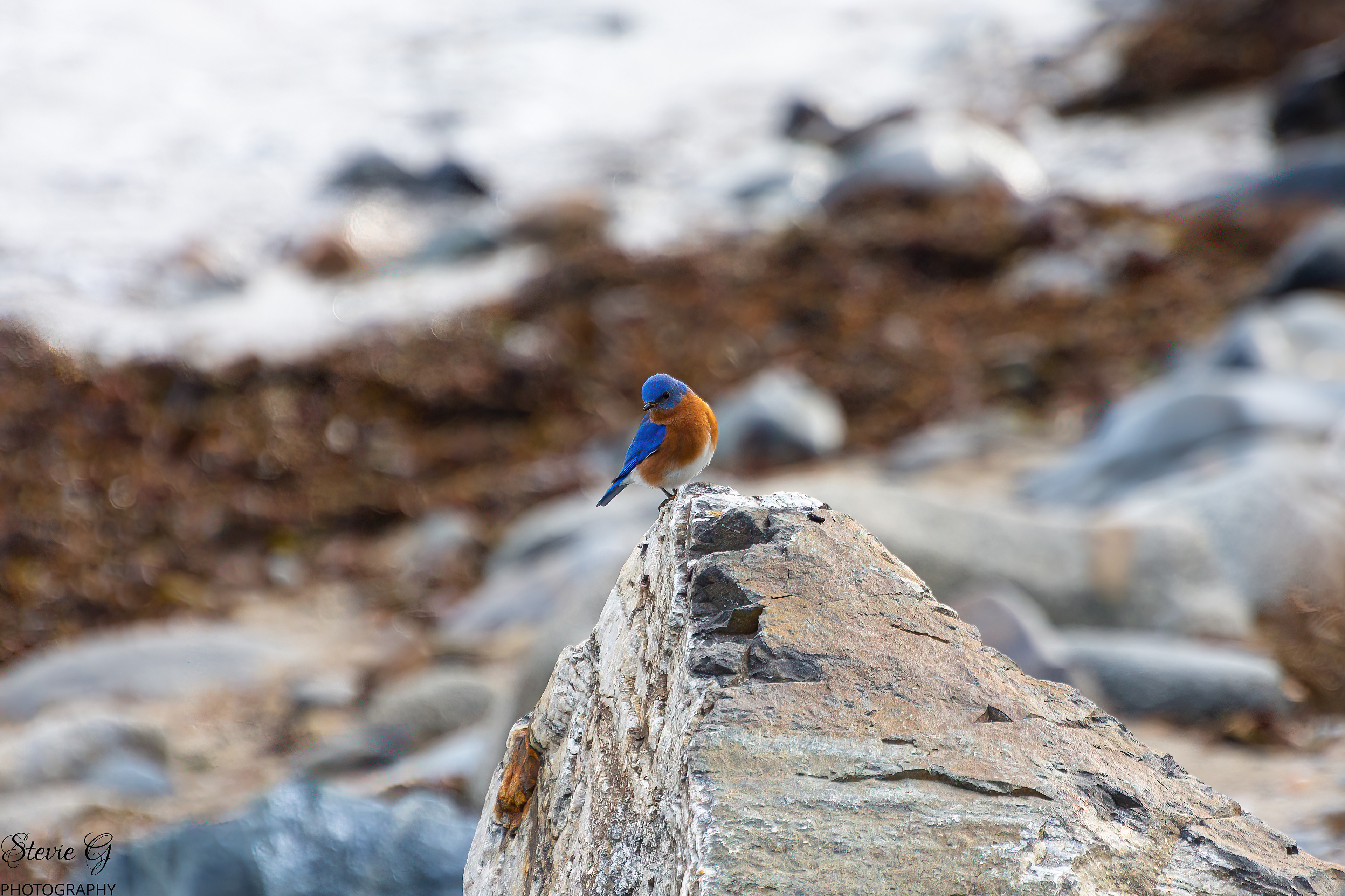 Blue Bird Odiorne state park