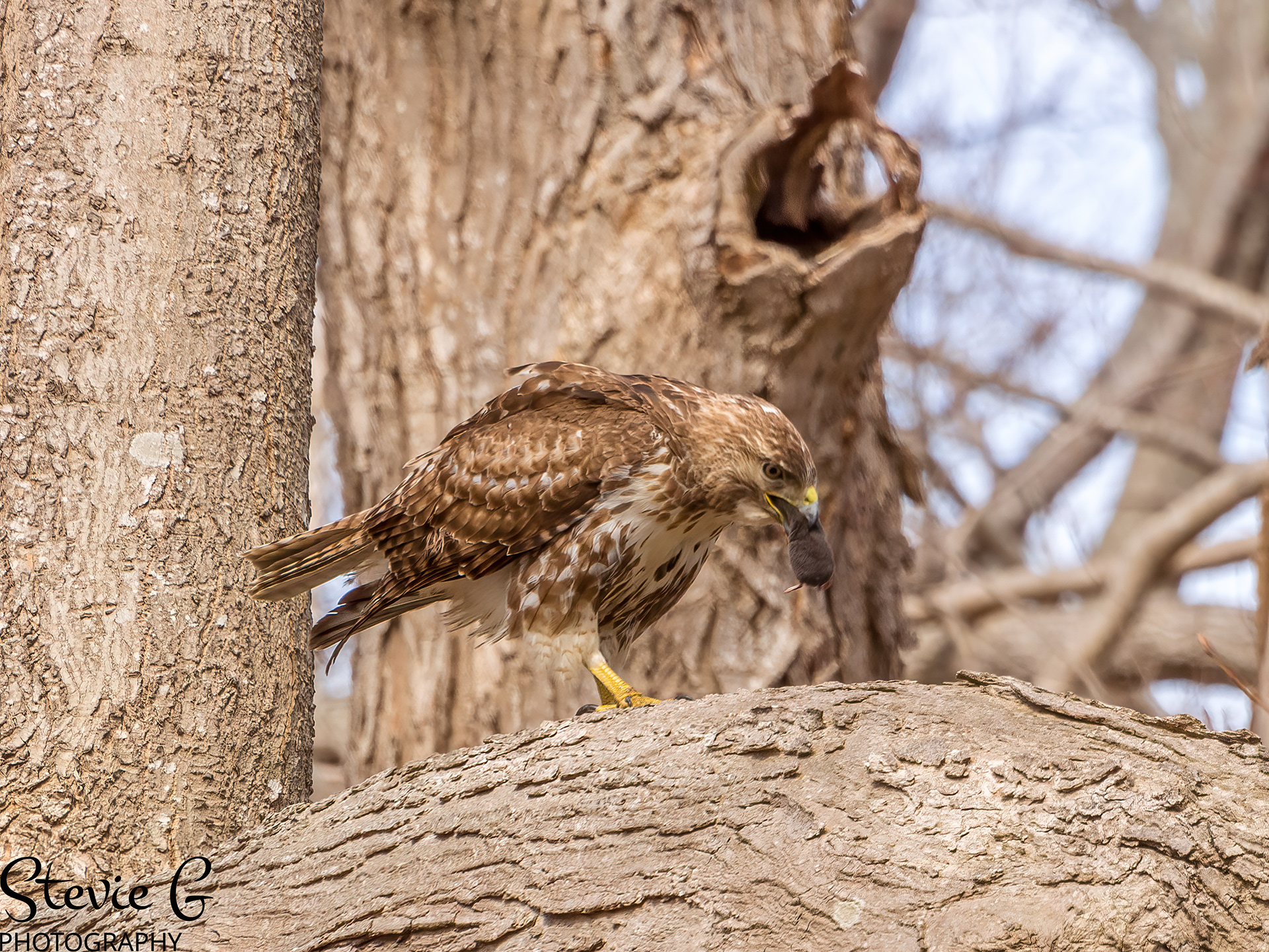 Redtail hawk