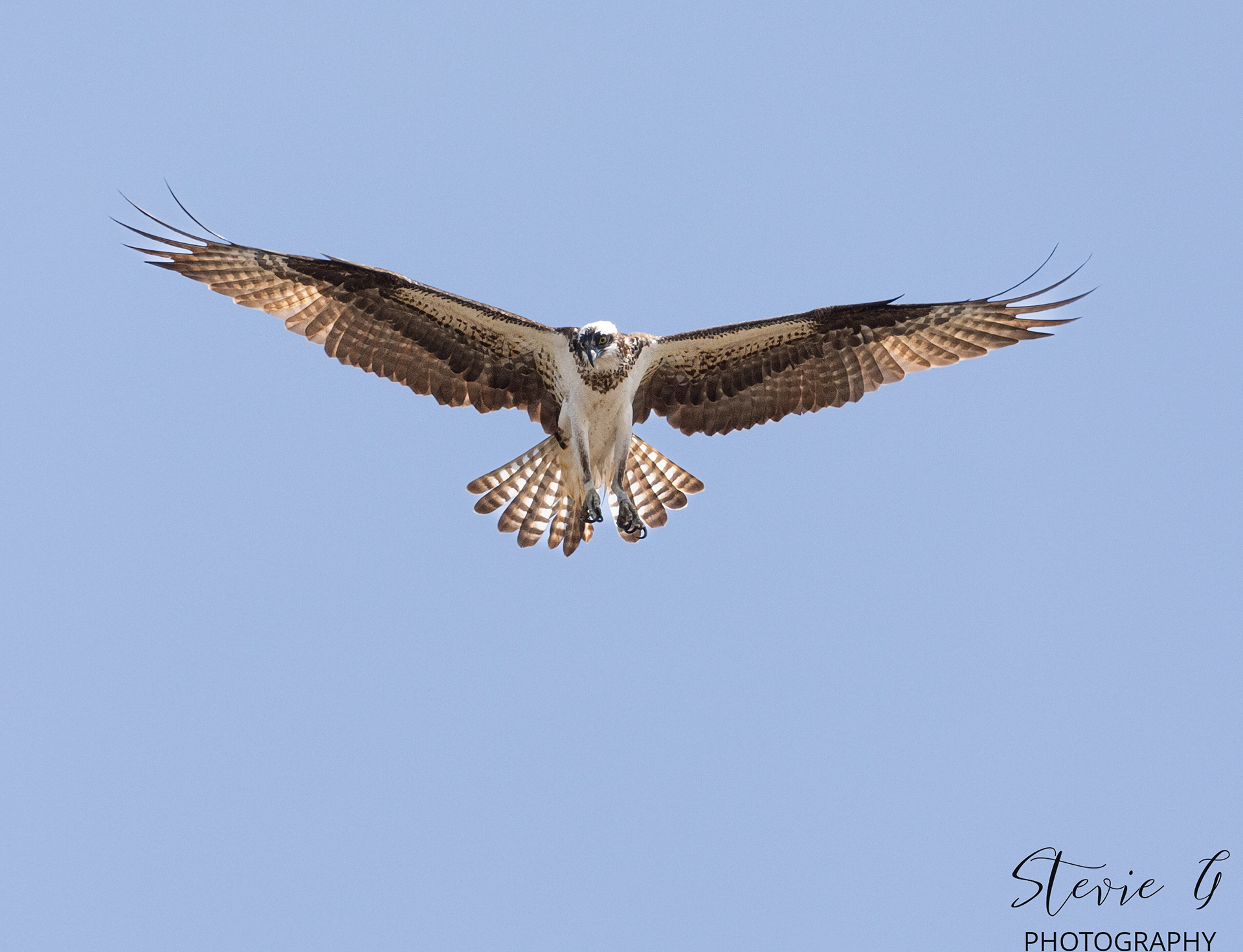 Osprey - Southern N.H.