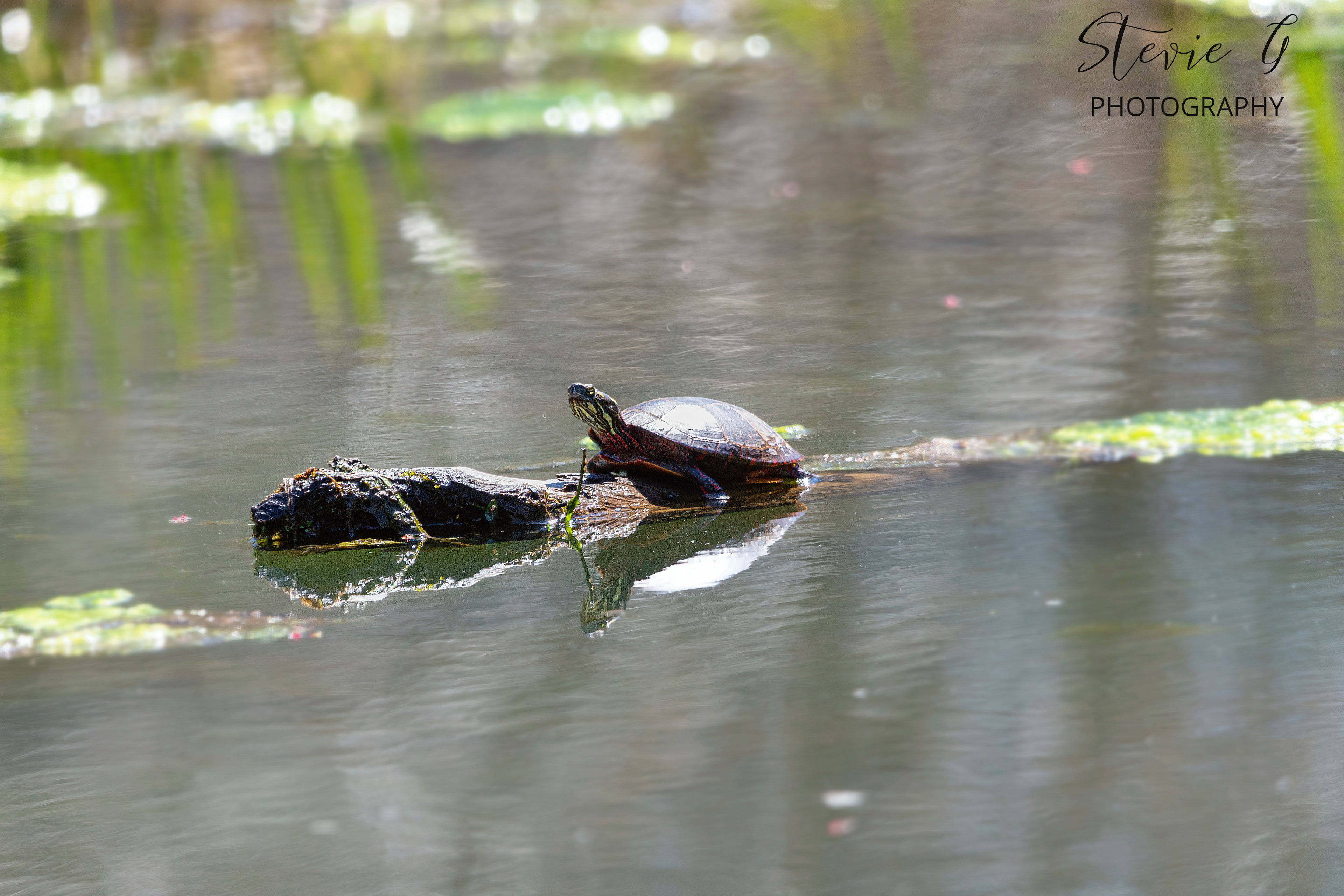 Eastern Painted Turtle - Great Bay National Wildlife Refuge