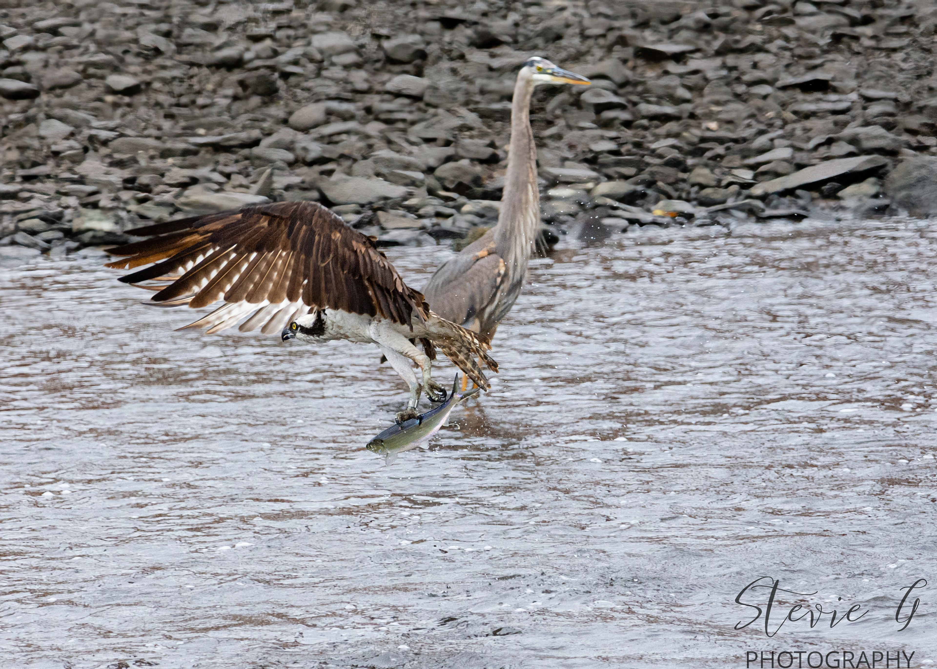 Osprey