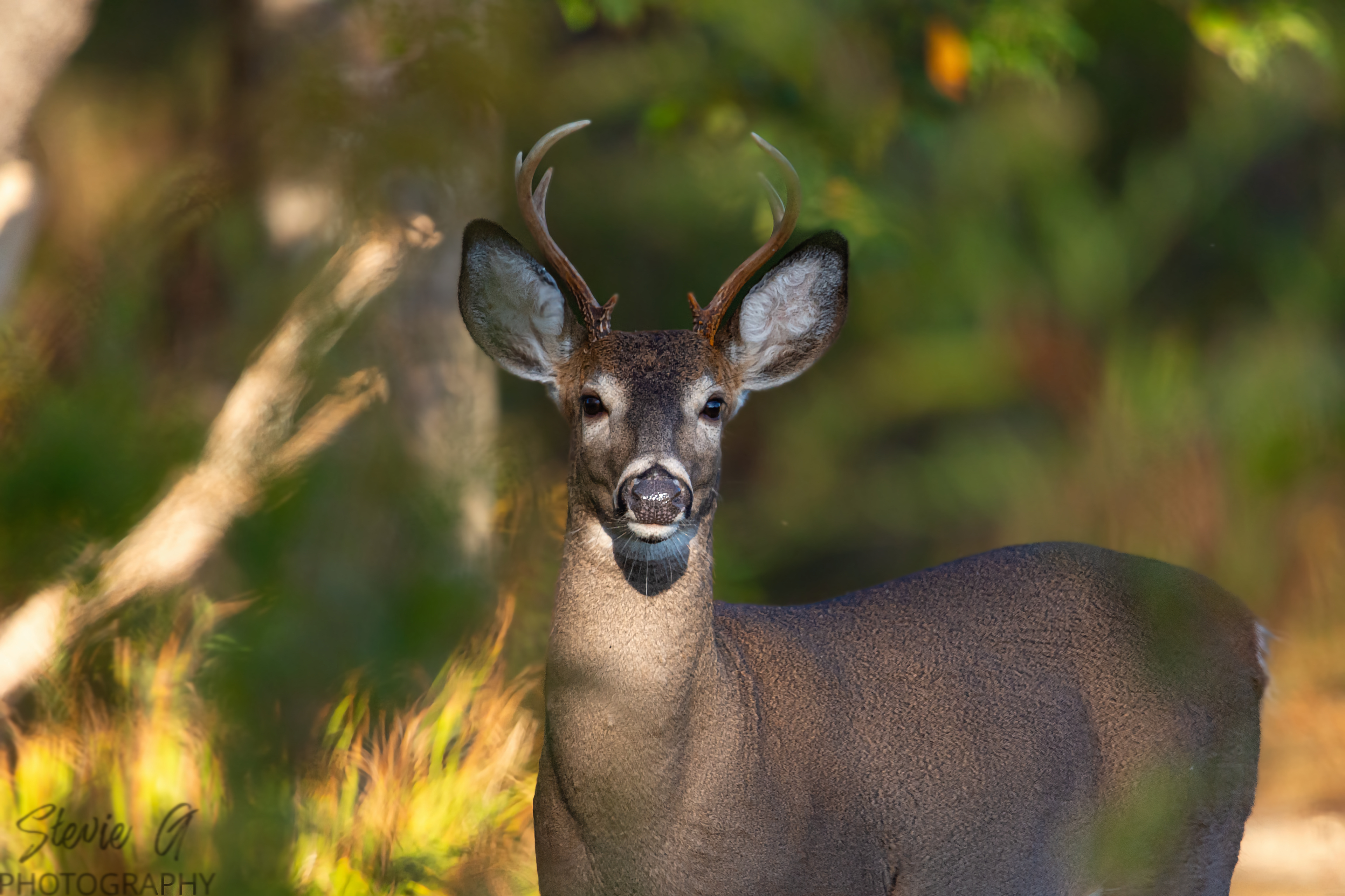 Whitetail Buck- Odiorne State Park