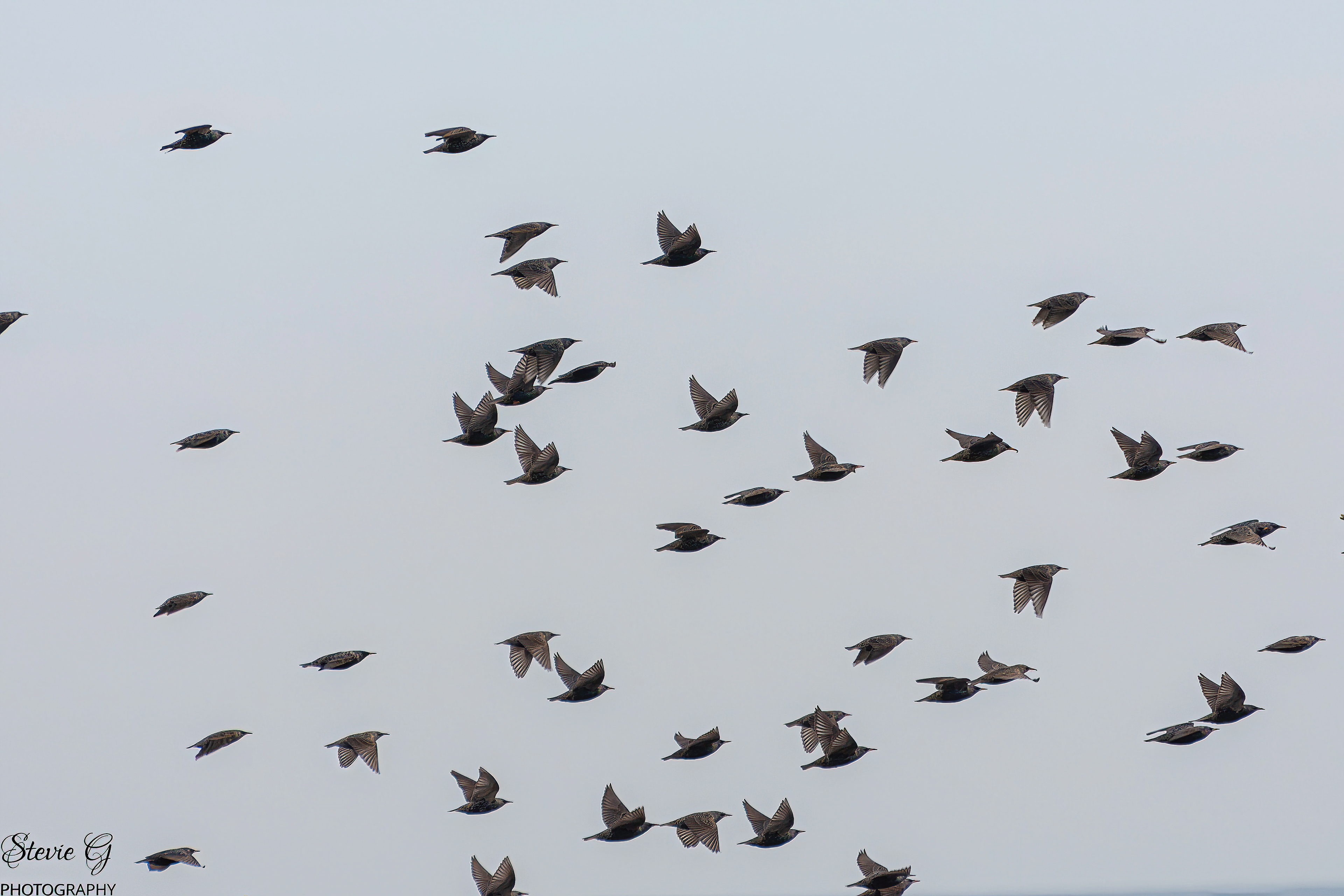 Common Starling Flock Odiorne State Park