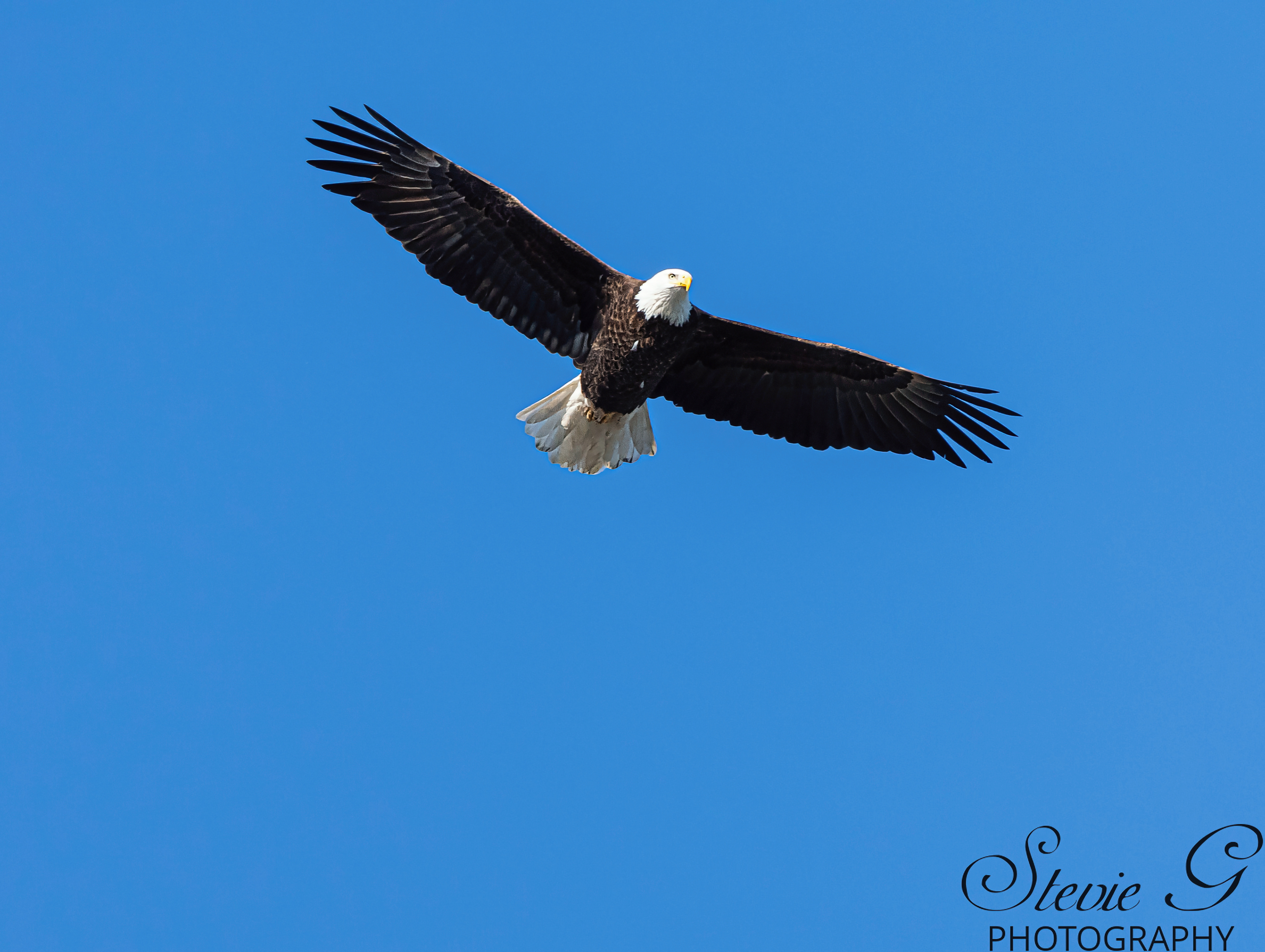 Bald Eagle - Rye N.H.
