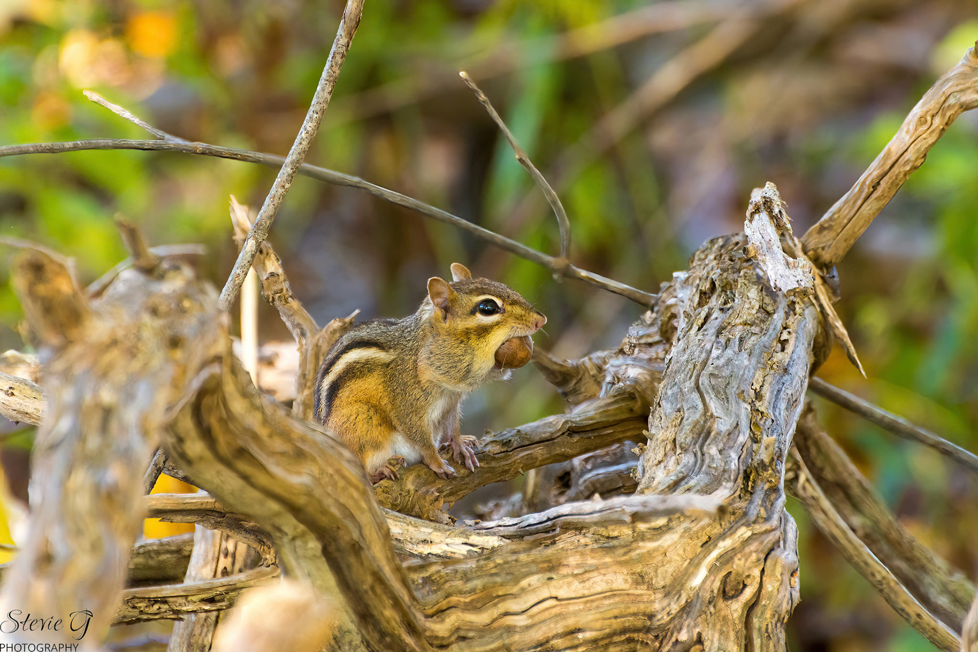 Chipmunk at Odiorne state park