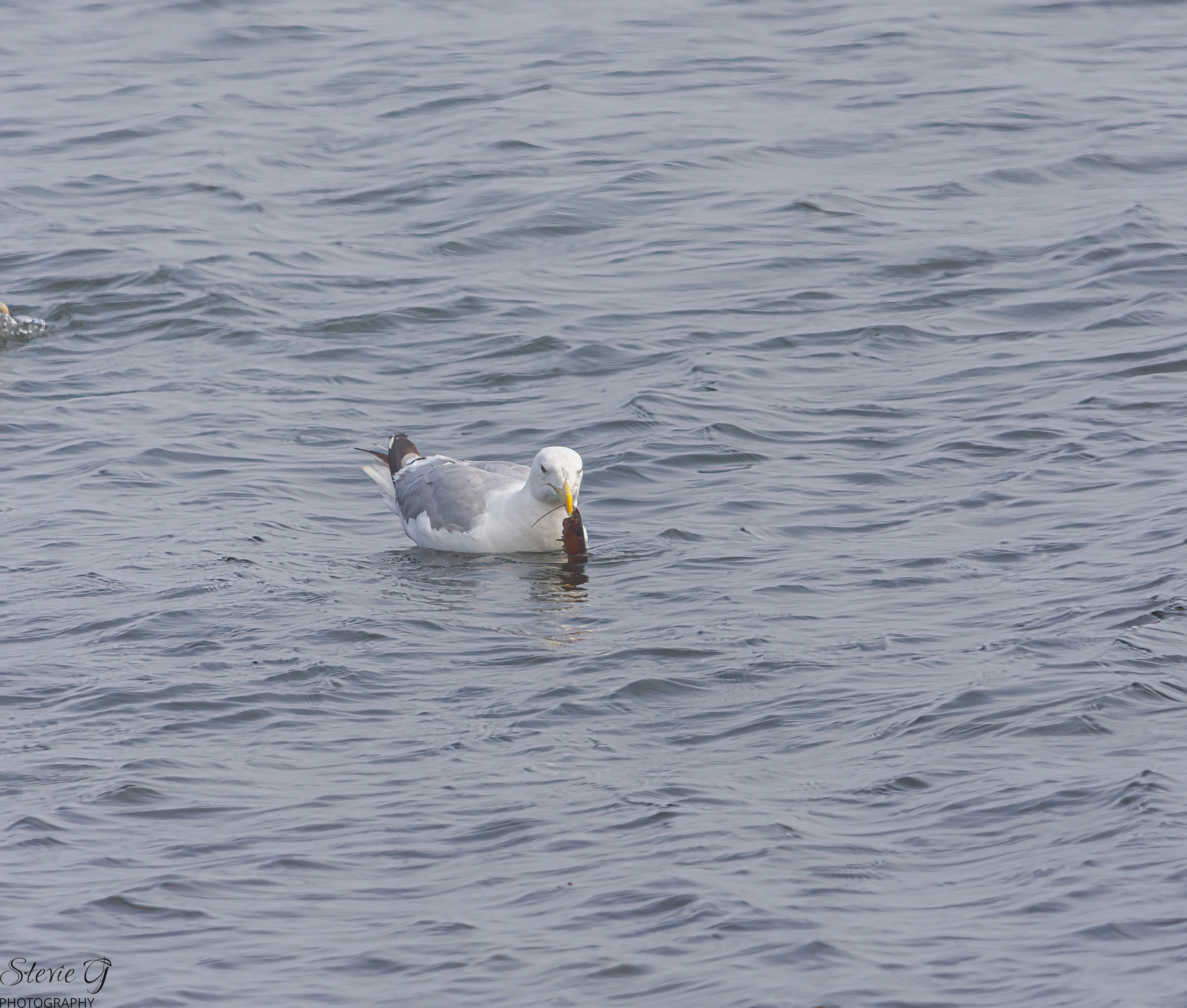 Seagull catches lobster Rye N.H. Odiorne State Park