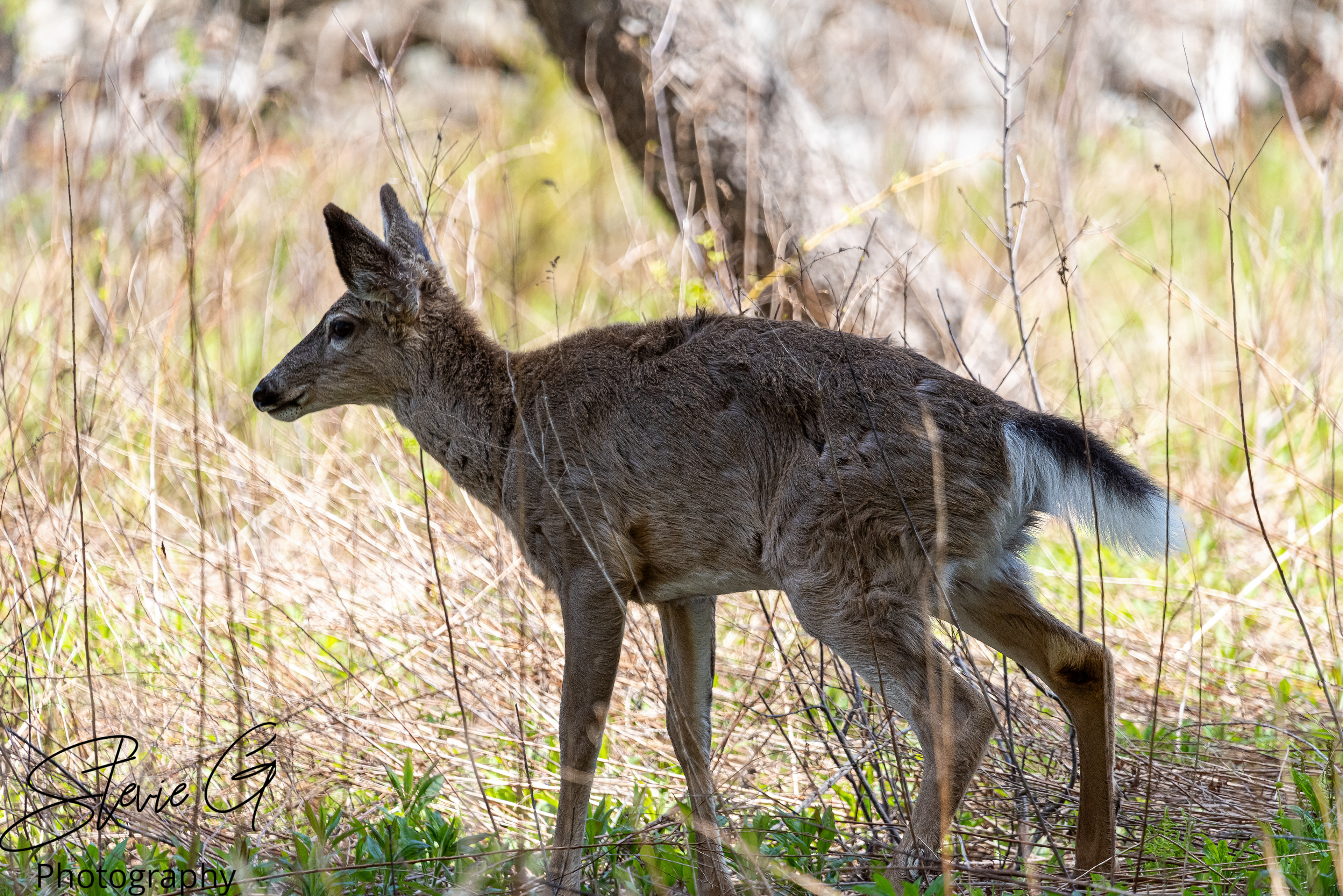 Whitetail Deer