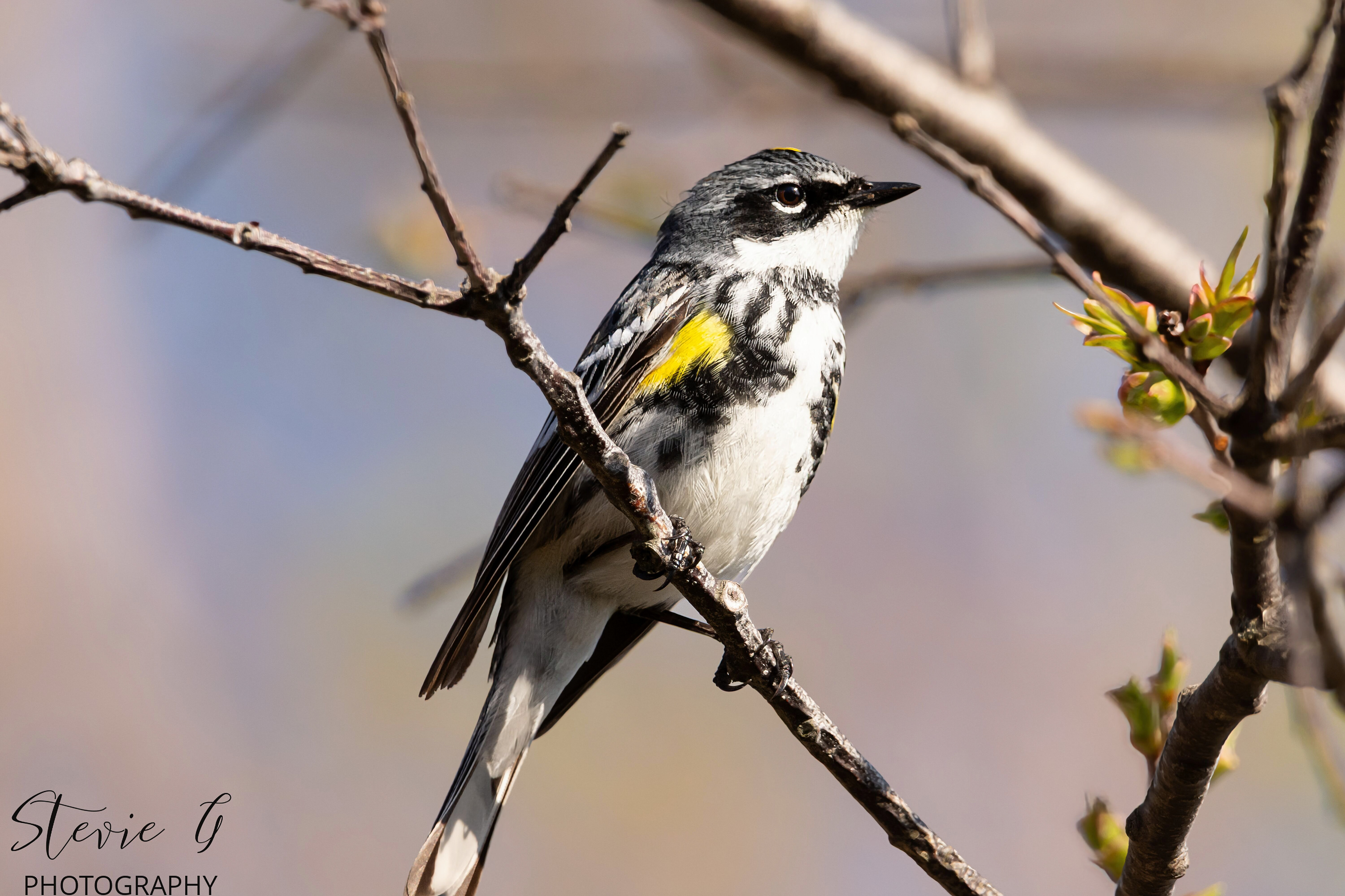 Myrtle warbler - Odiorne State Park