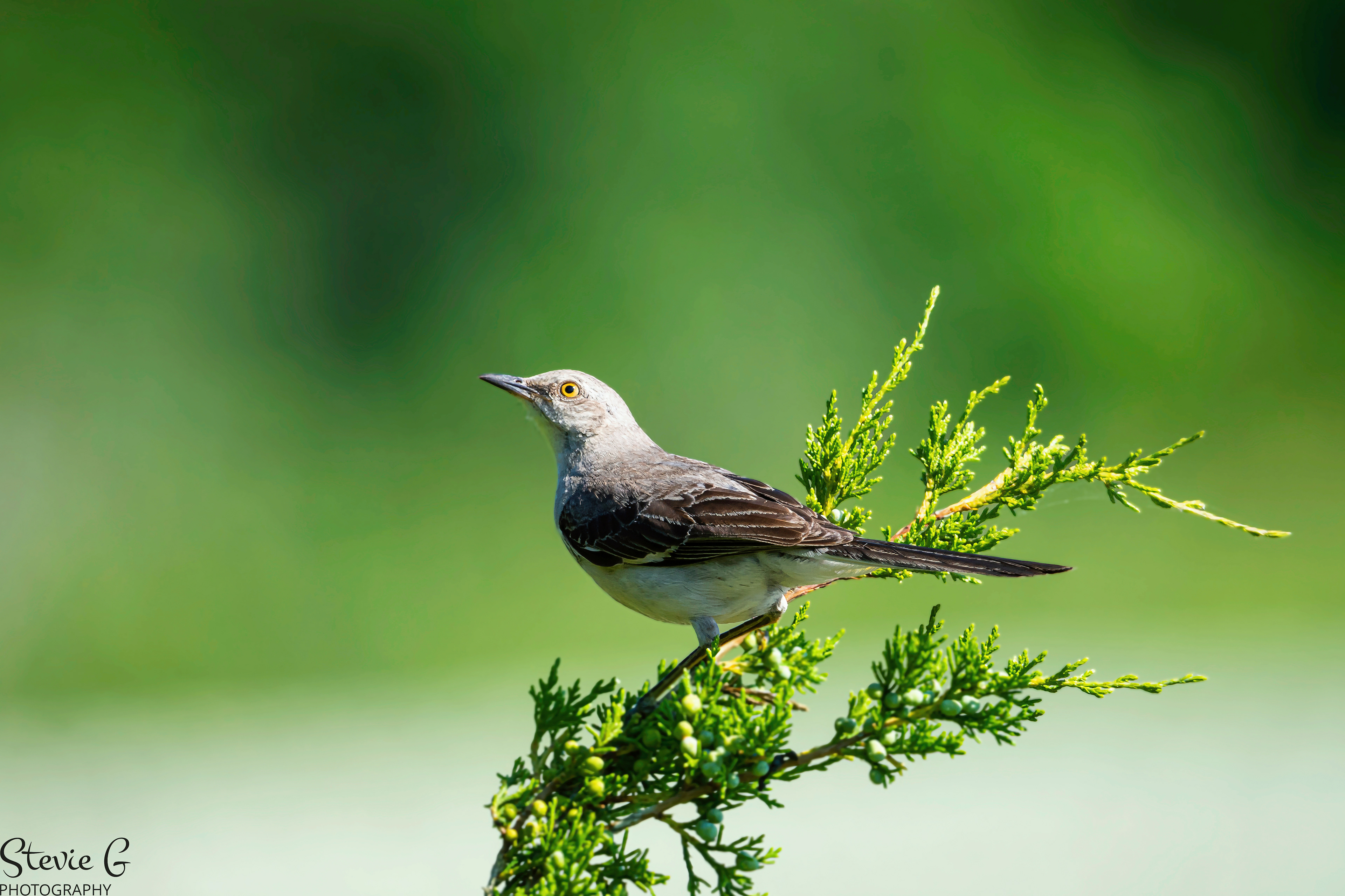 Mocking Bird Odiorne State Park