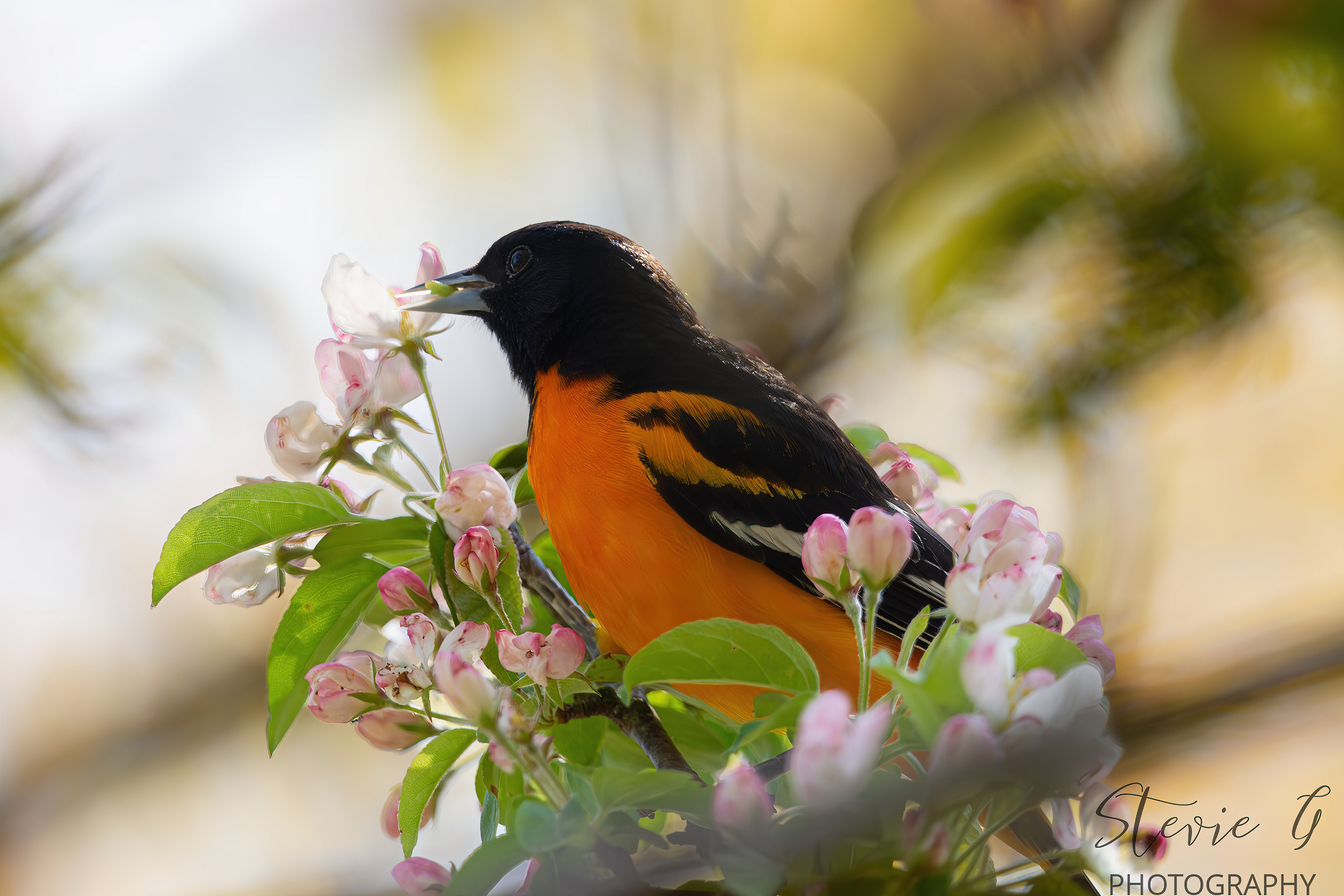Oriole