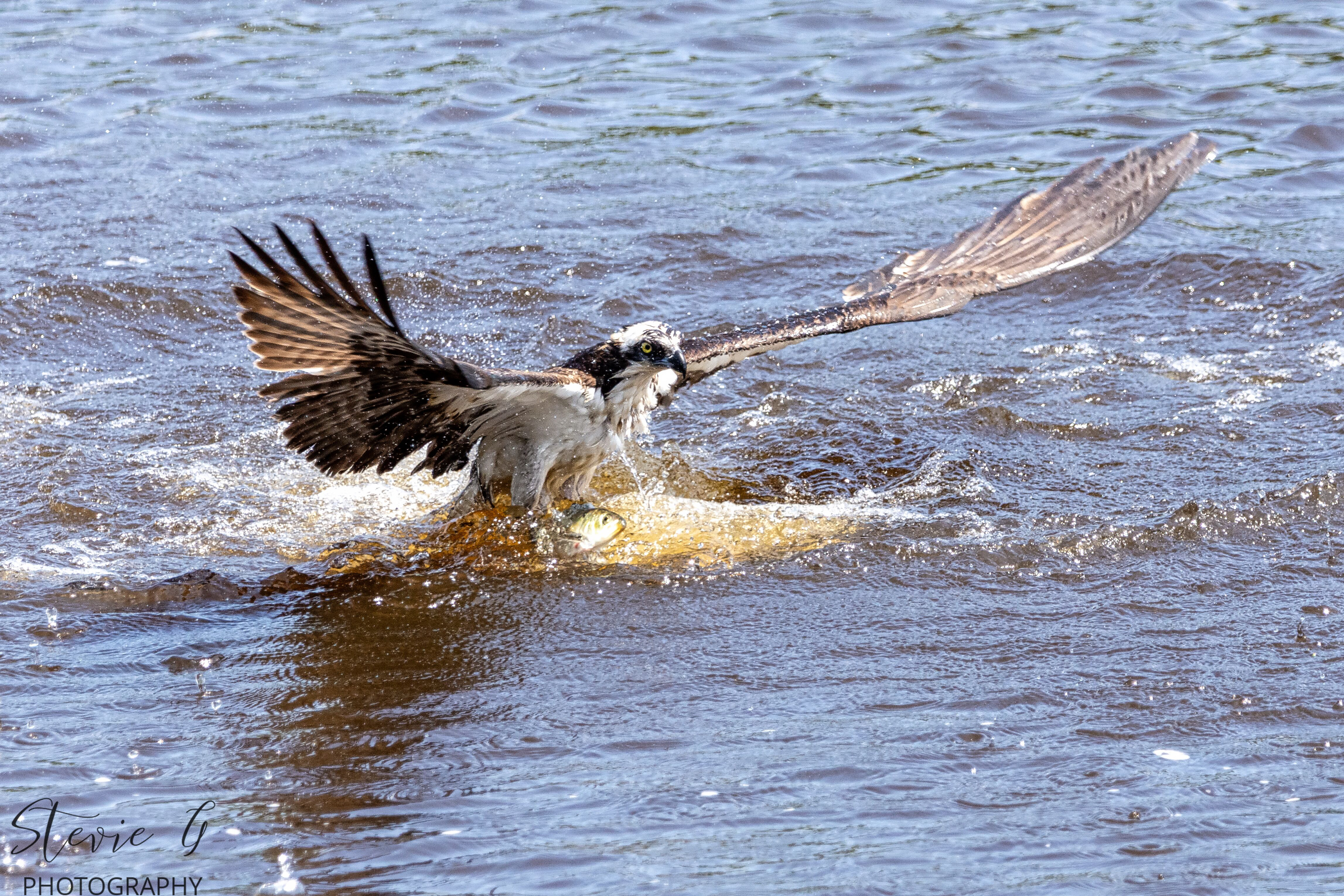 Osprey - Southern N.H.