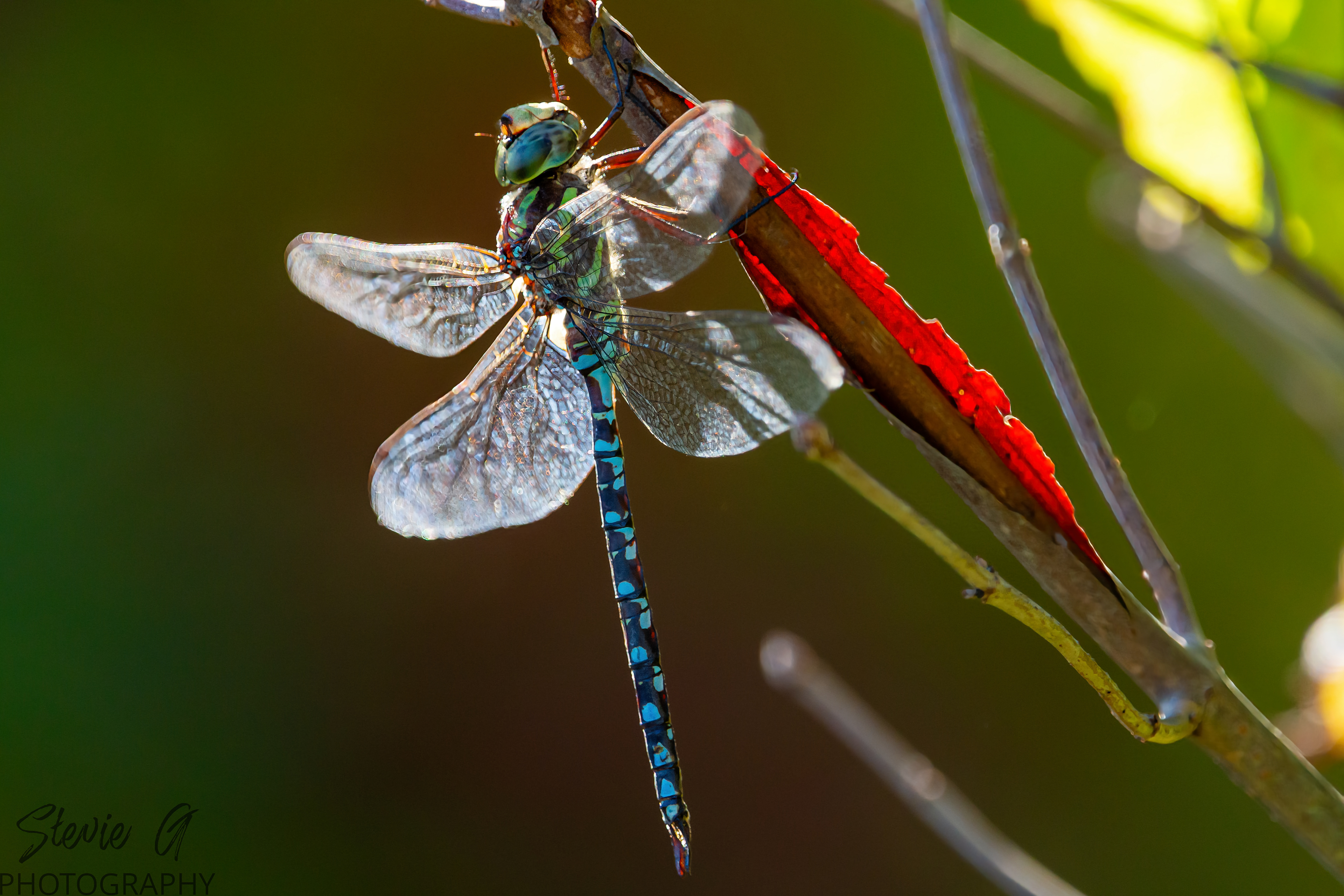 Blue-eyed darner dragonfly