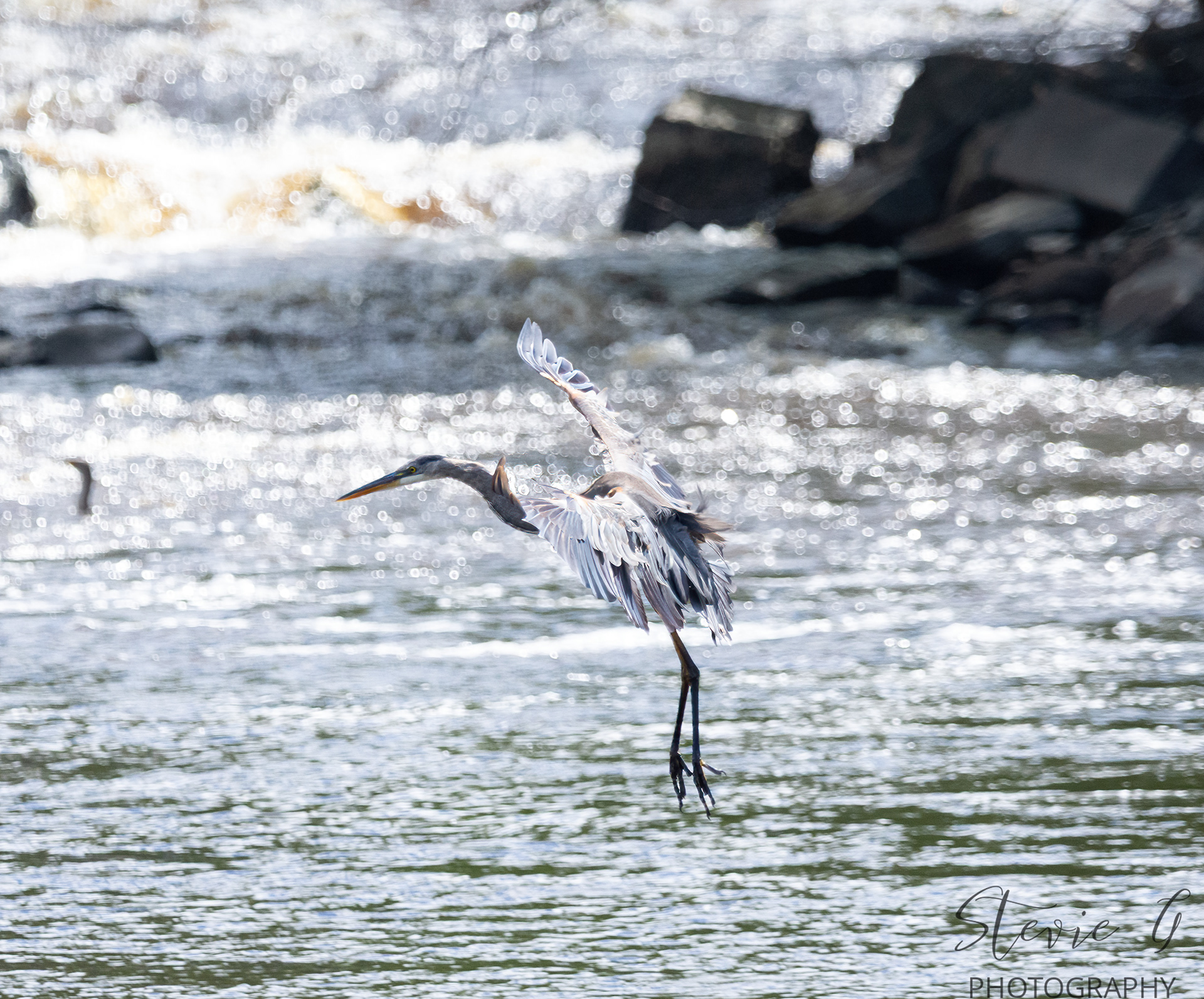 Great Blue Heron