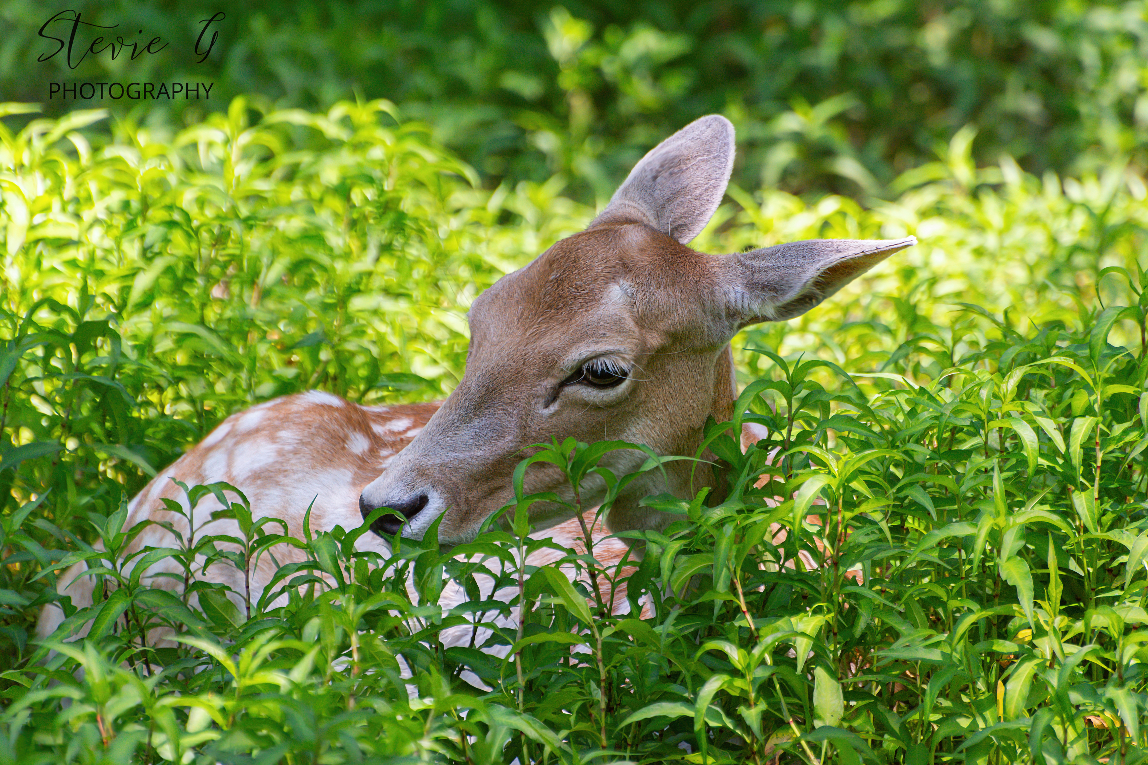 Fallow Deer