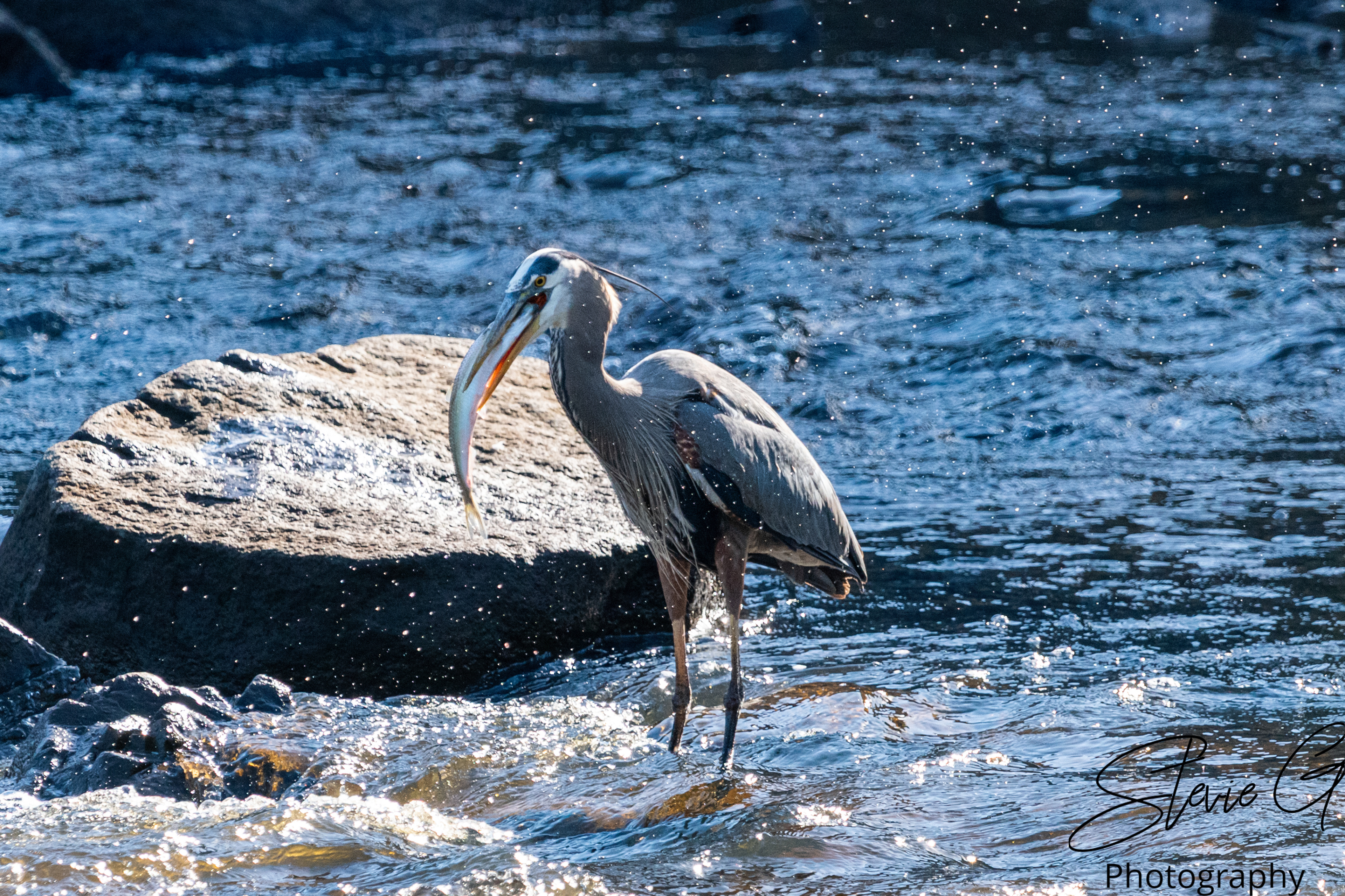Blue Heron