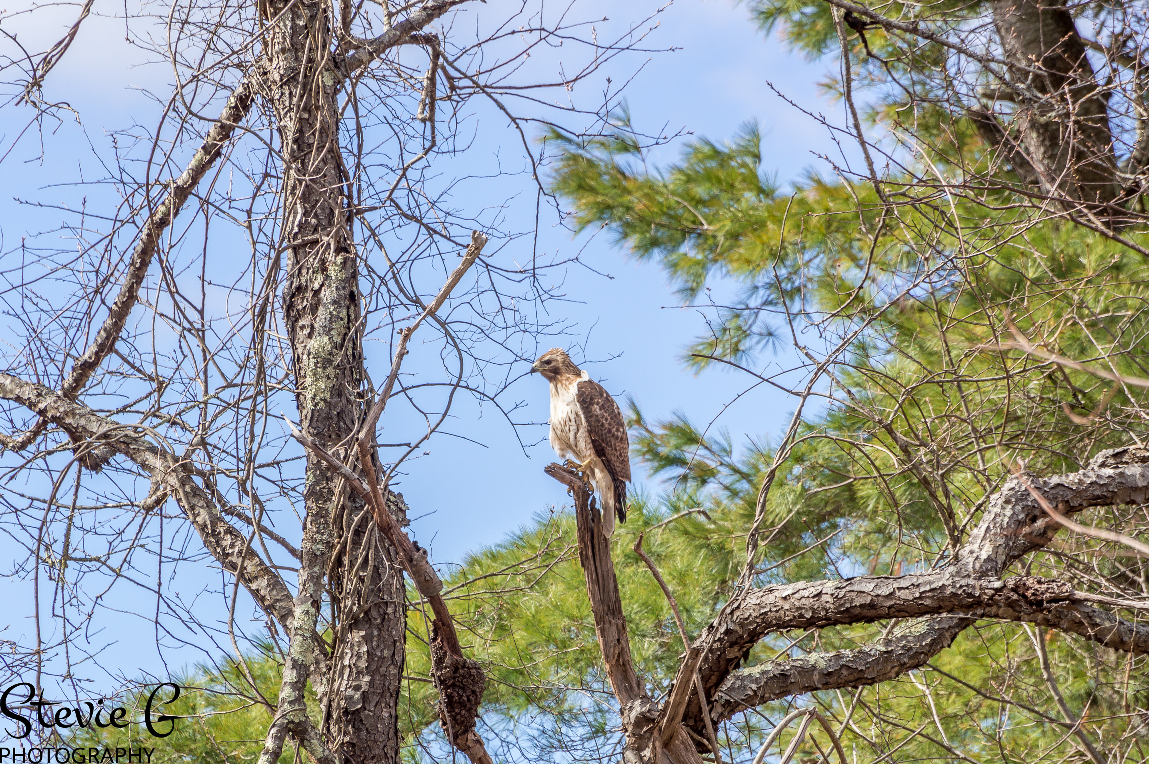 Redtail Hawk