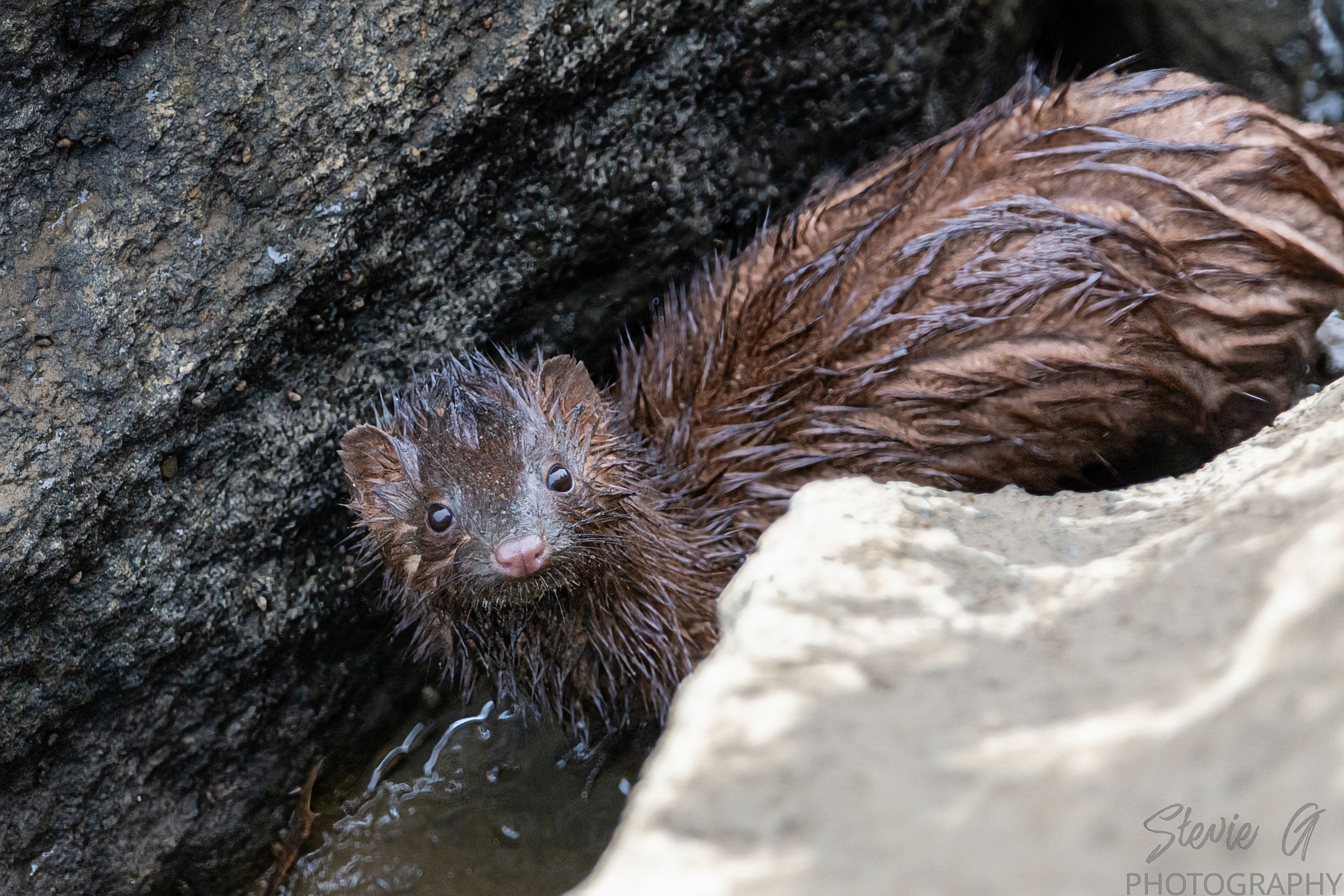 Mink