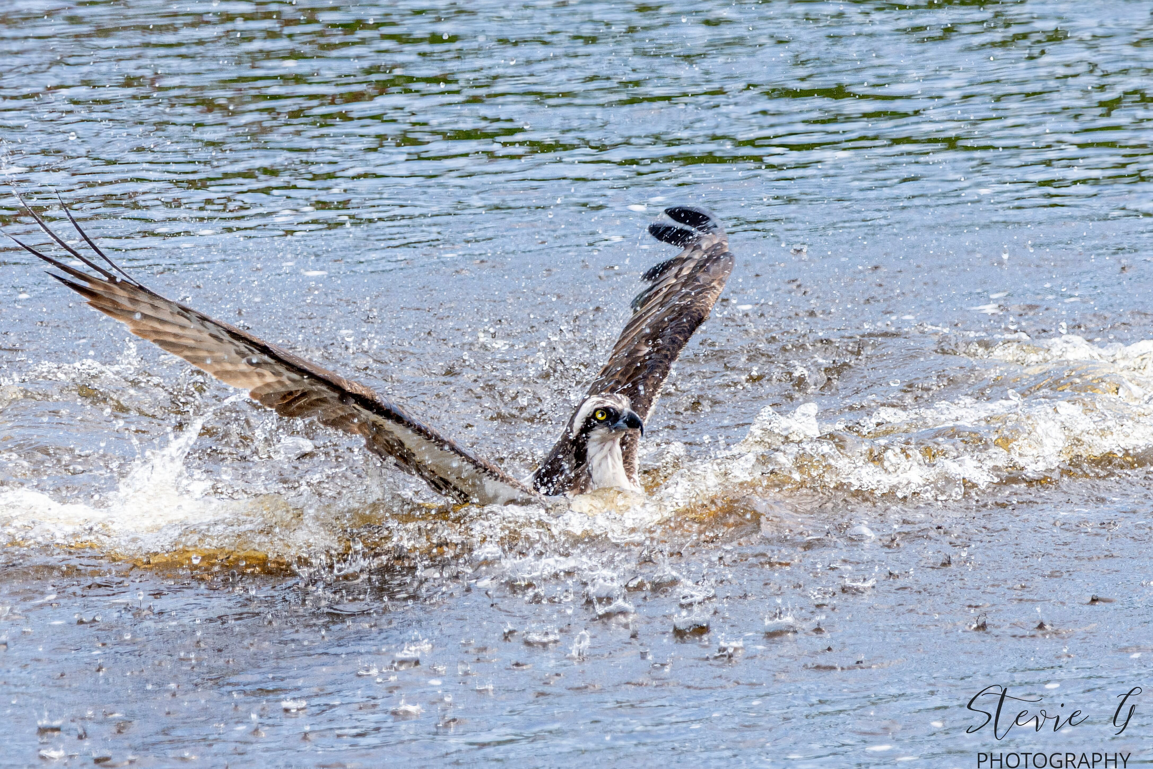 Osprey - Southern N.H.