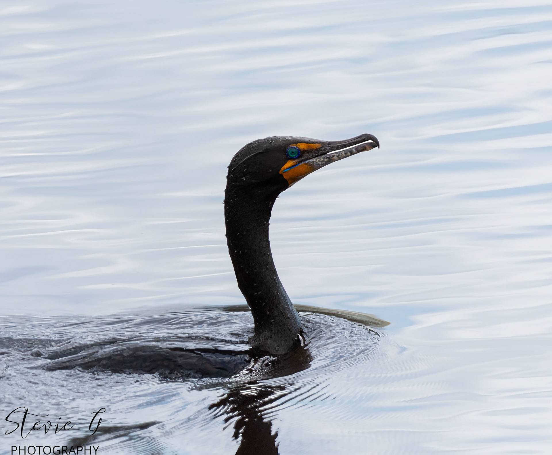 Double-crested Cormorants 