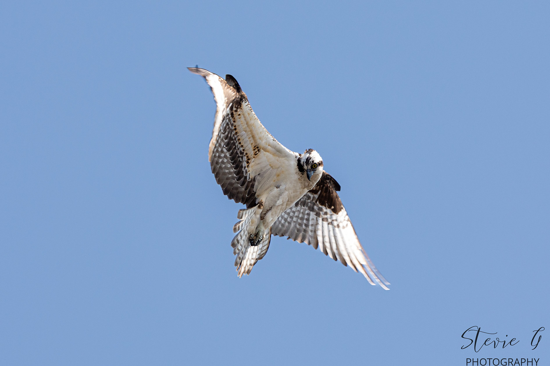 Osprey - Southern N.H.