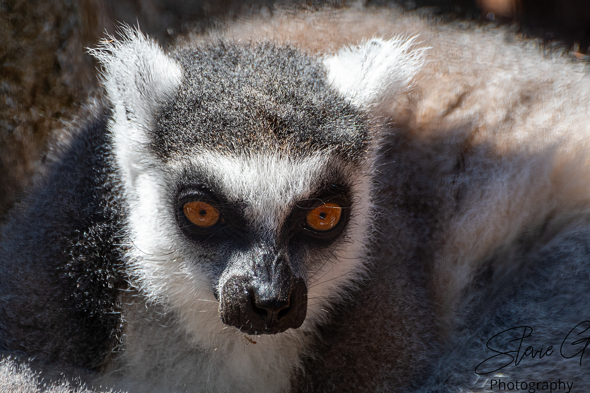  Ring-Tailed Lemur