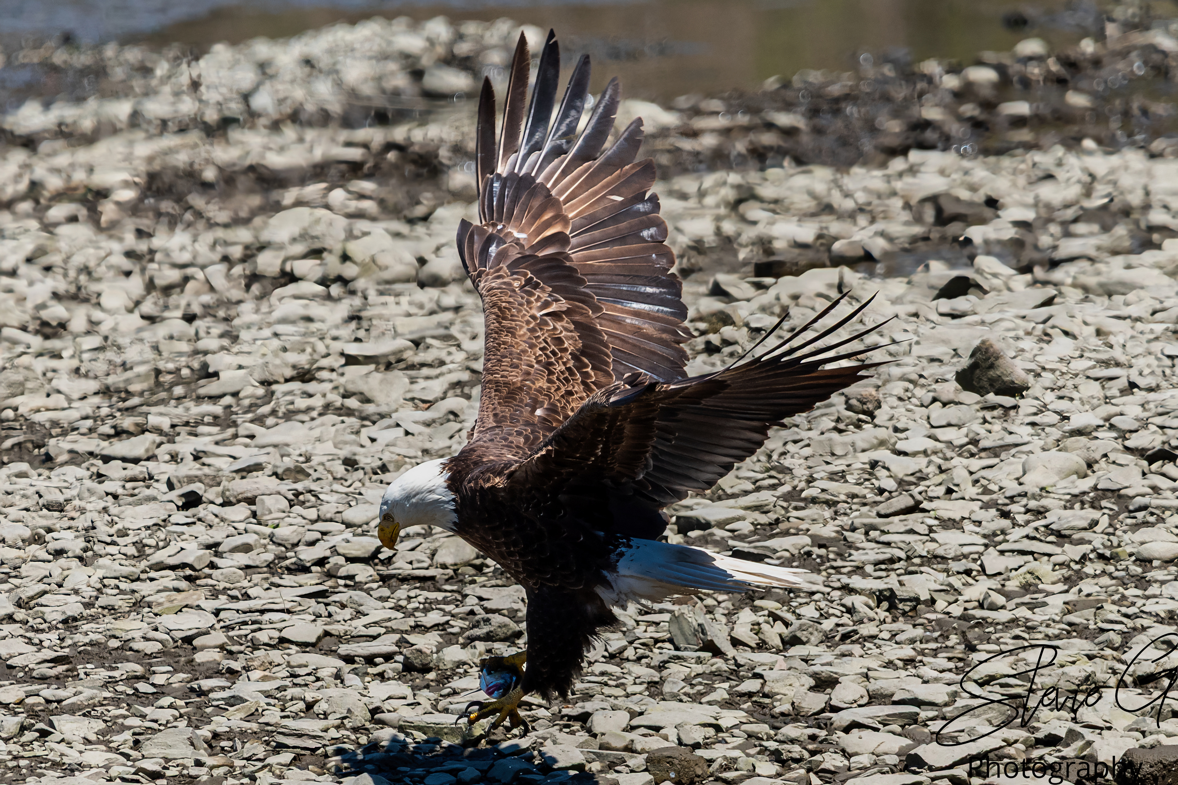 Eagle