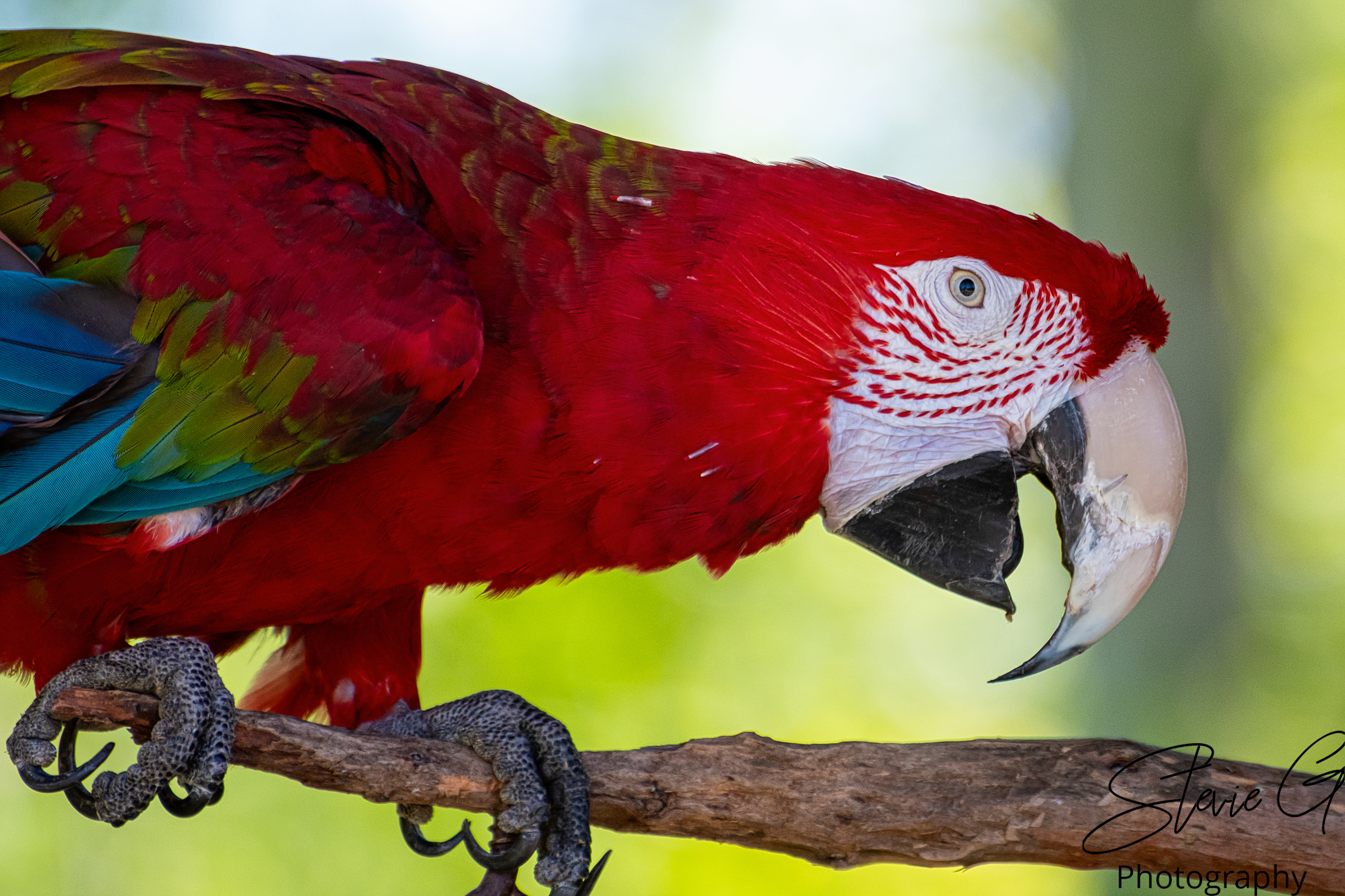  Scarlet Macaw