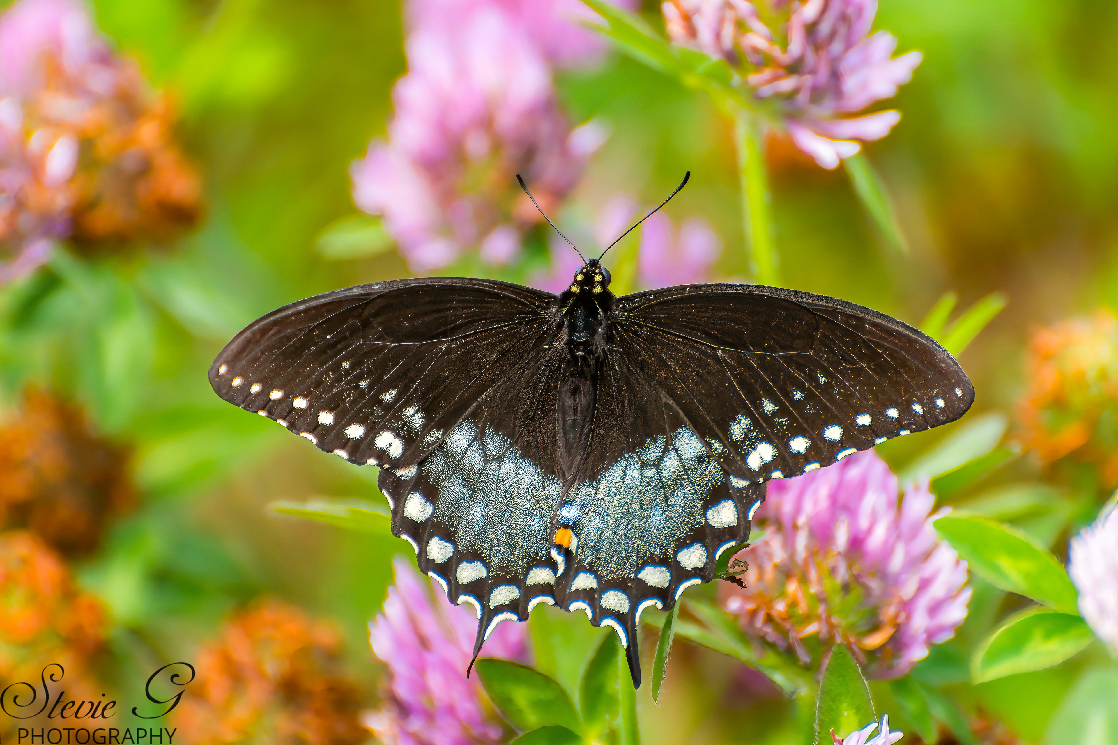 Spicebush Swallowtail Butterfly