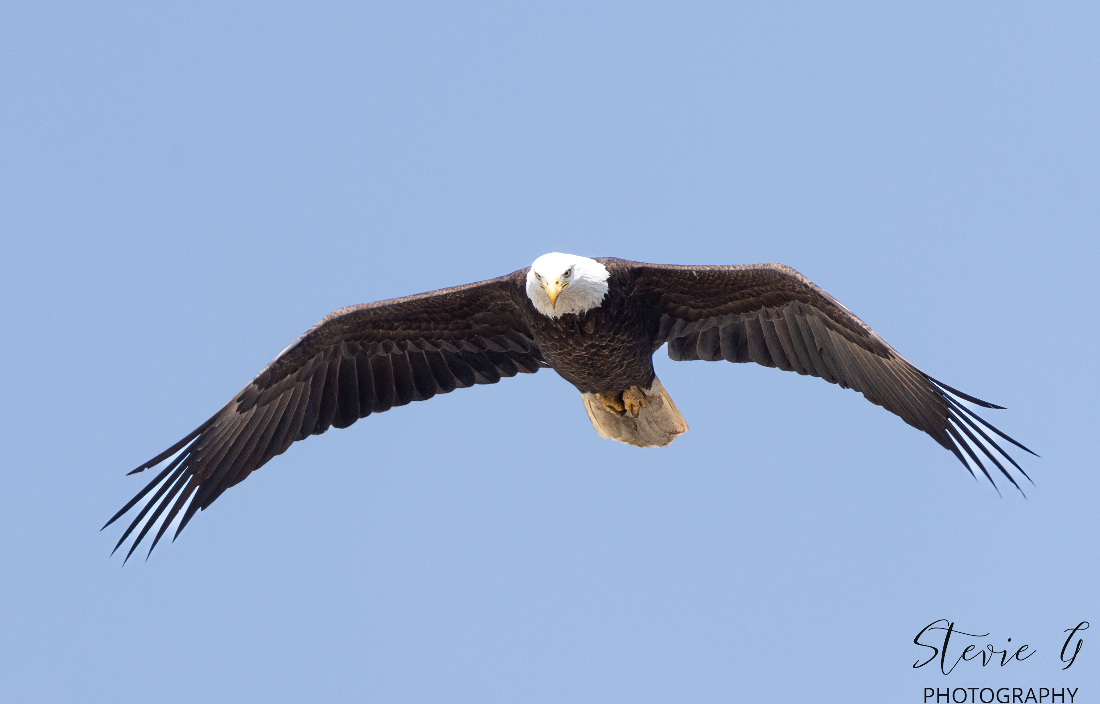 Bald Eagle - Southern N.H.