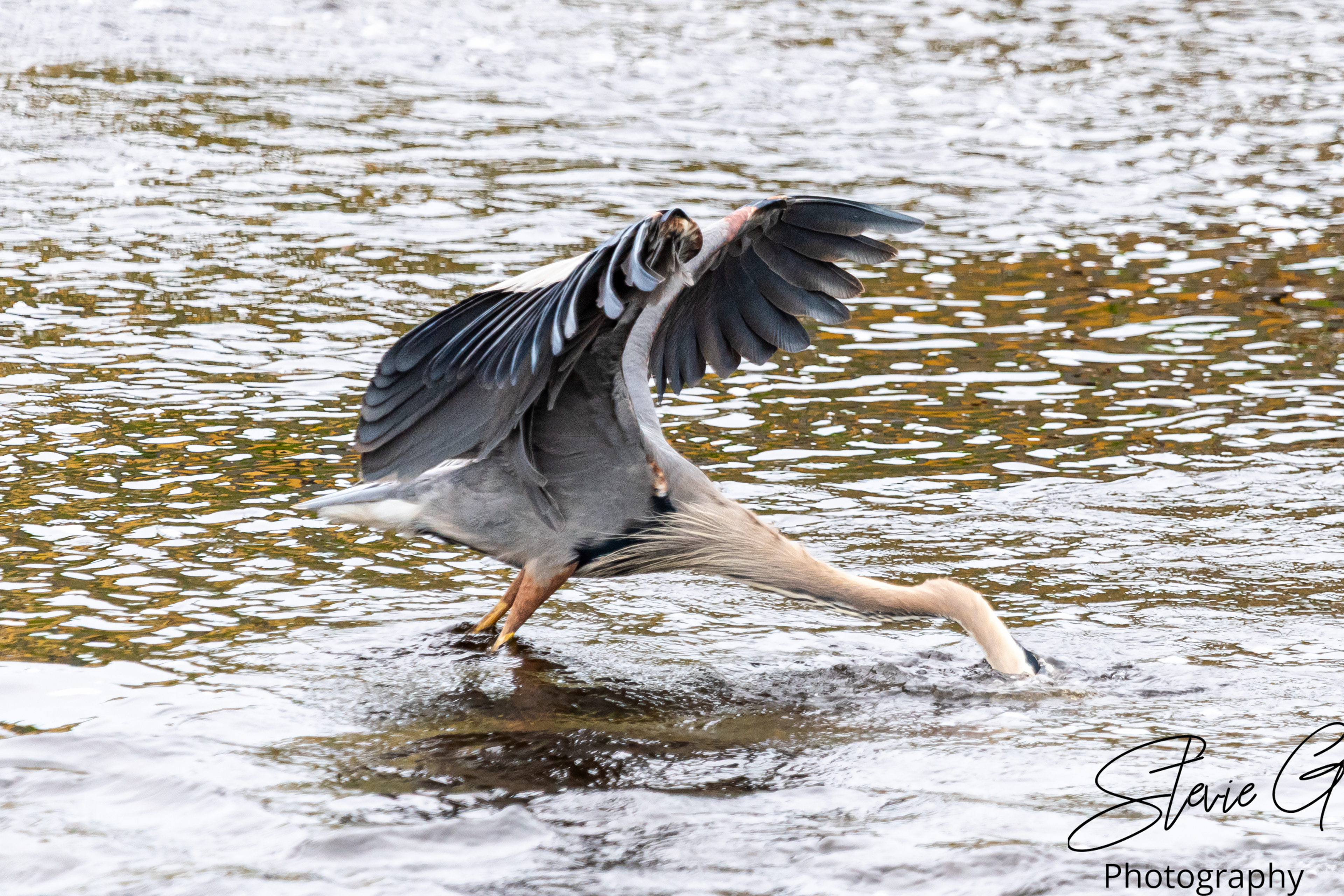 Blue Heron