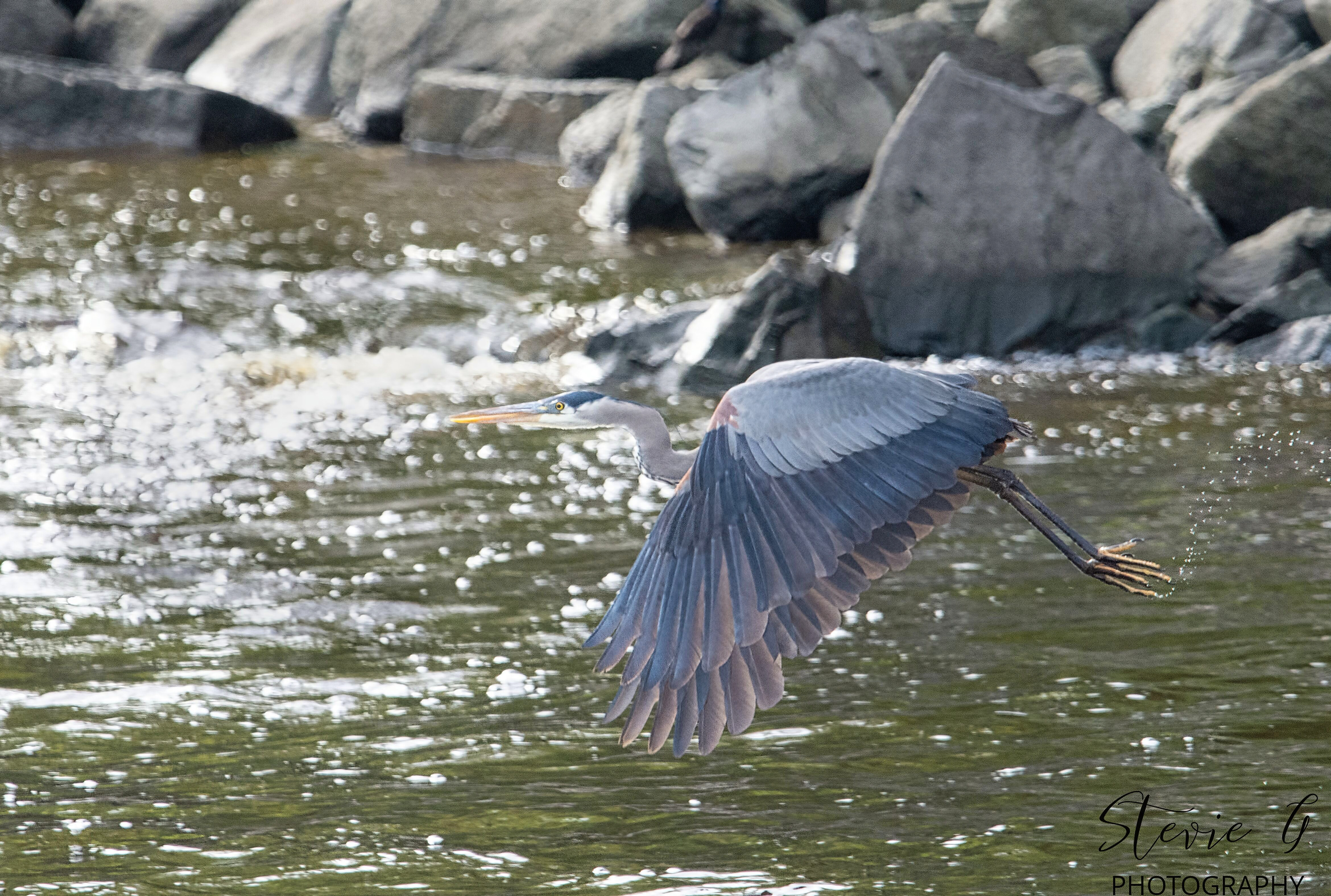 Great Blue Heron