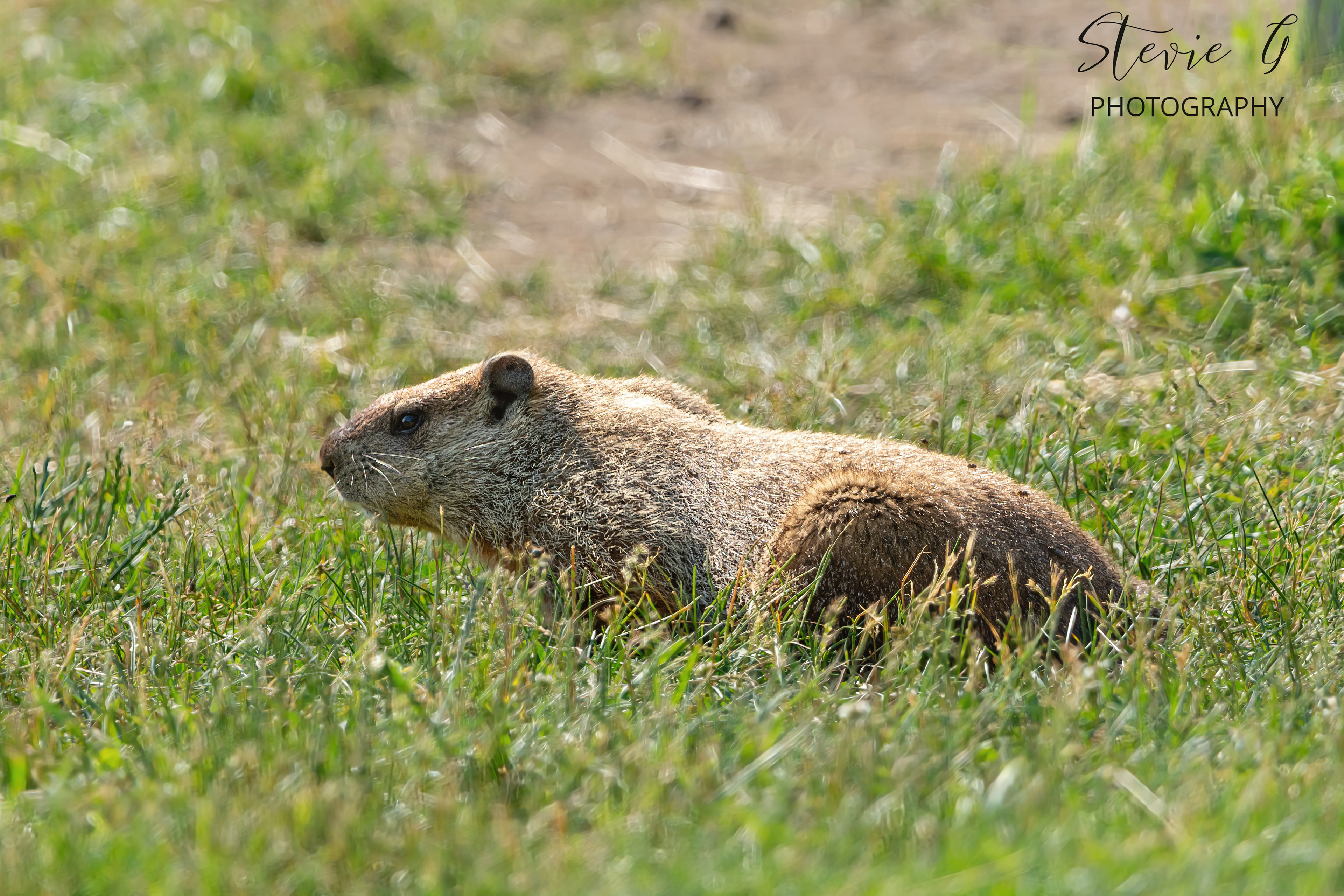 Woodchuck - Odiorne State Park