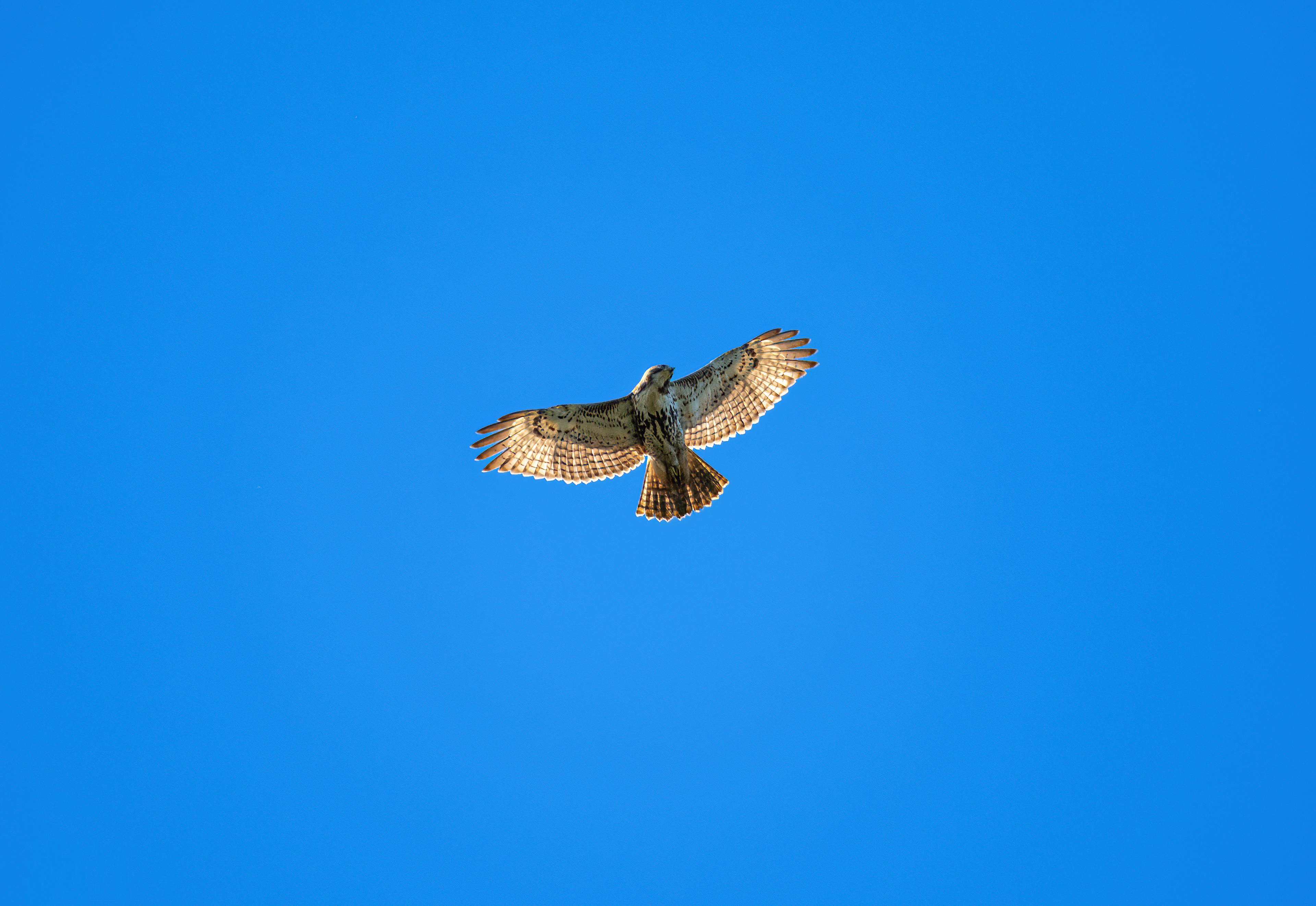 Broad Winged Hawk Odiorne State Park