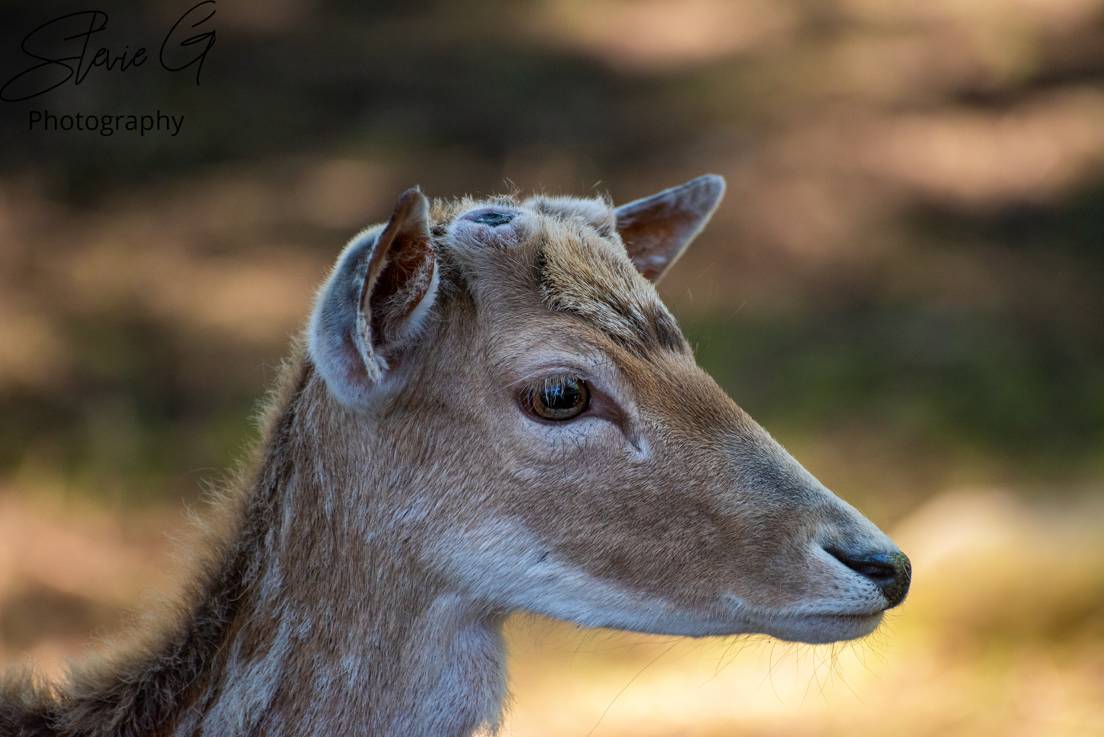  dark-furred fallow deer