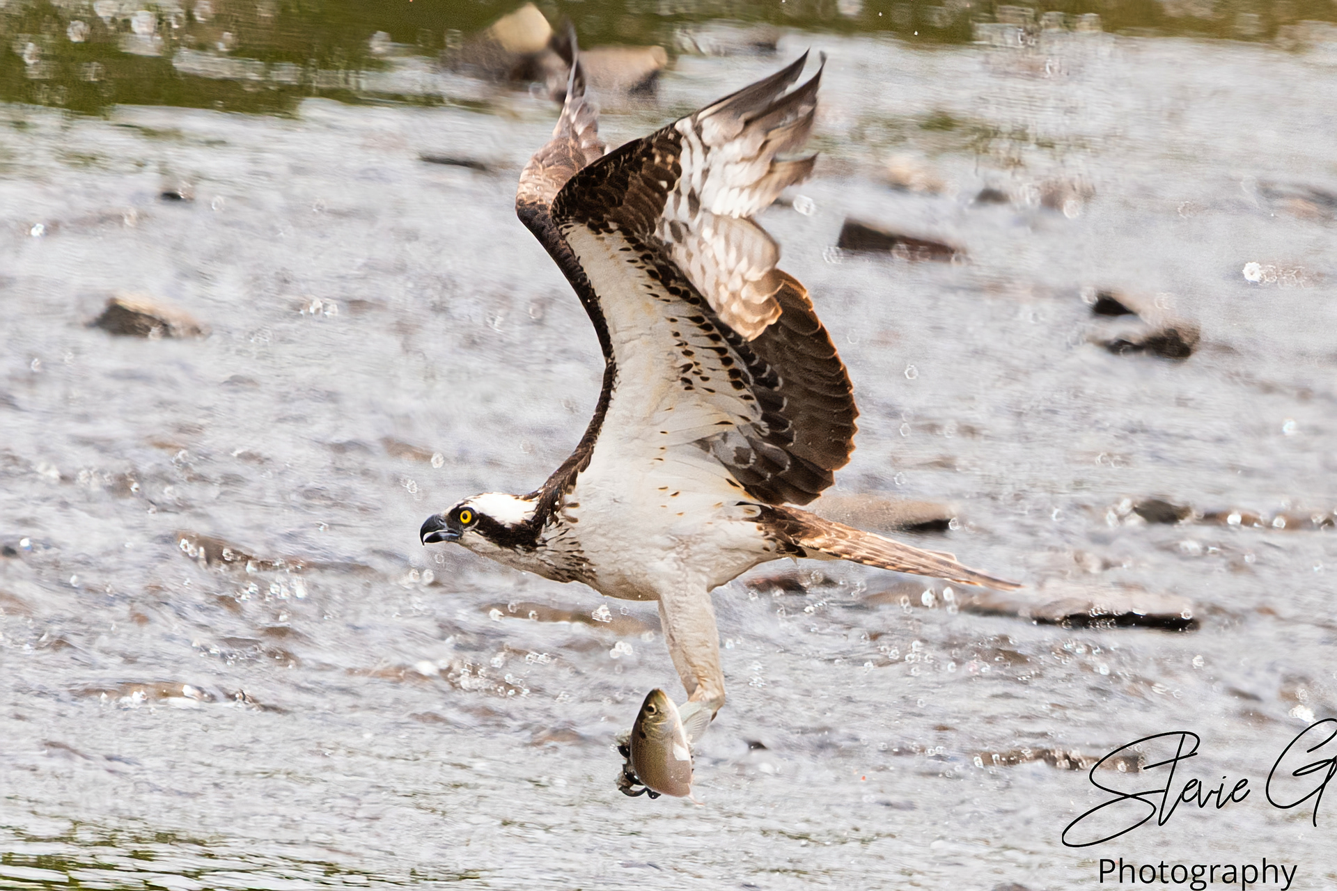 Osprey
