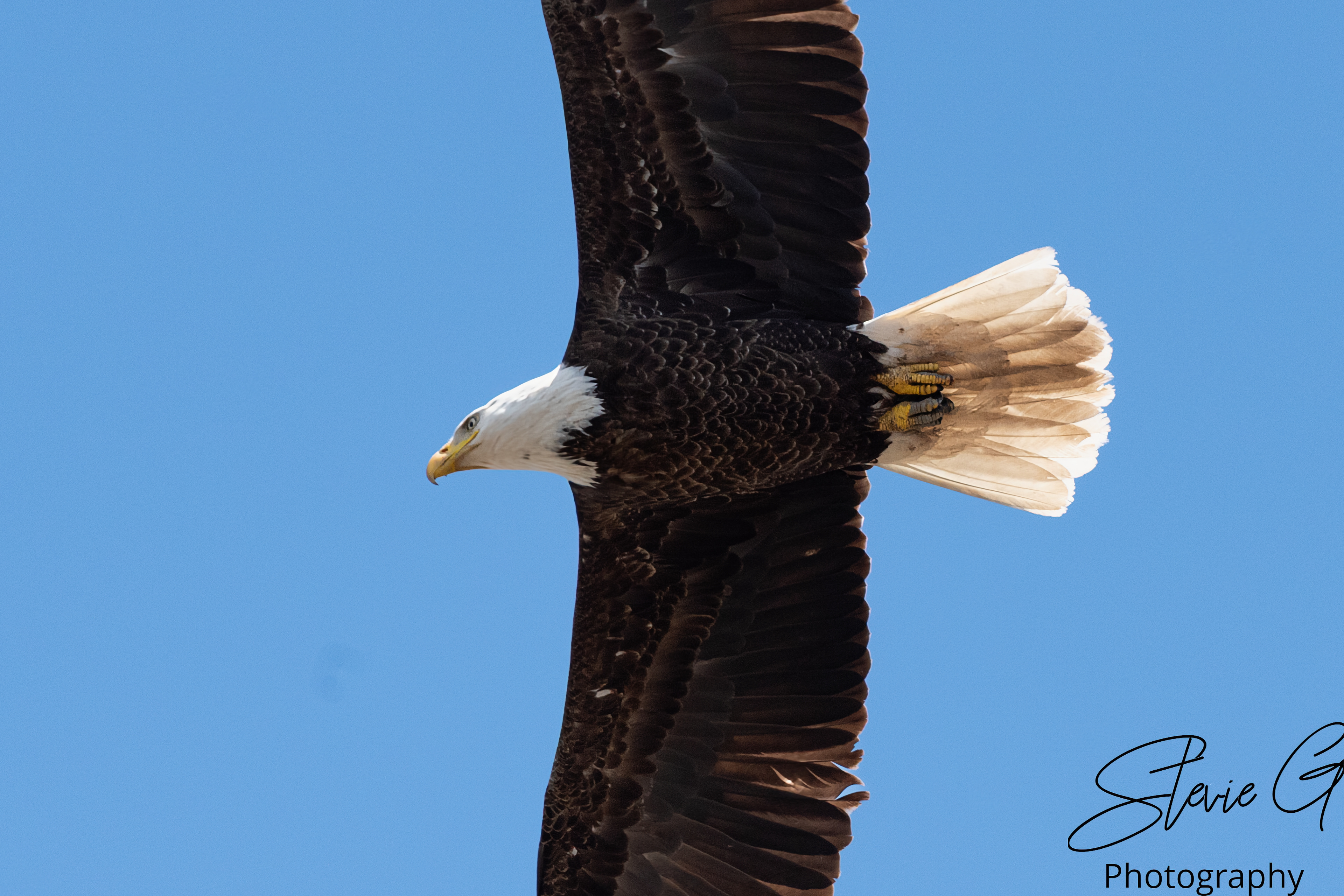 Eagle