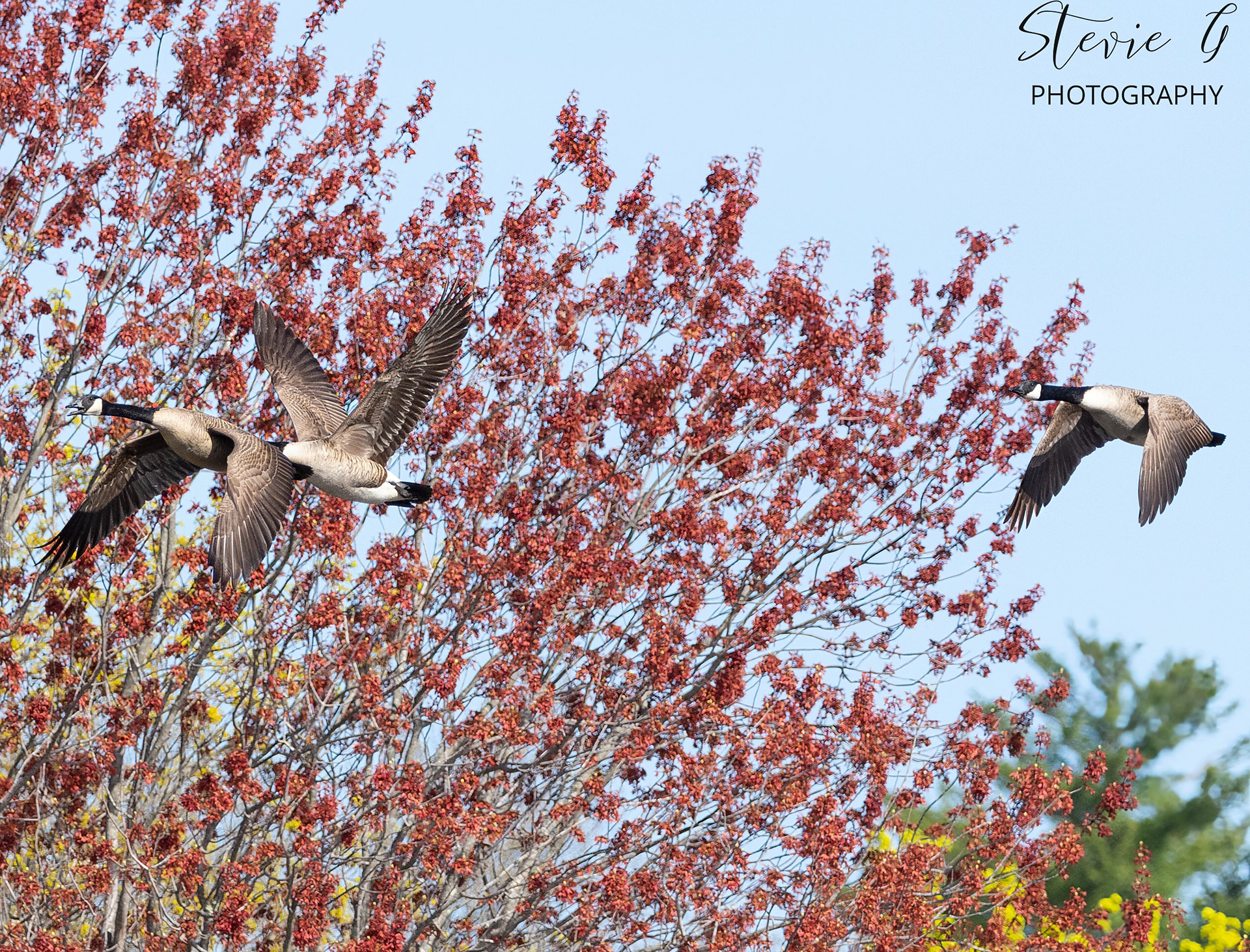 Canadian Geese - Southern N.H.